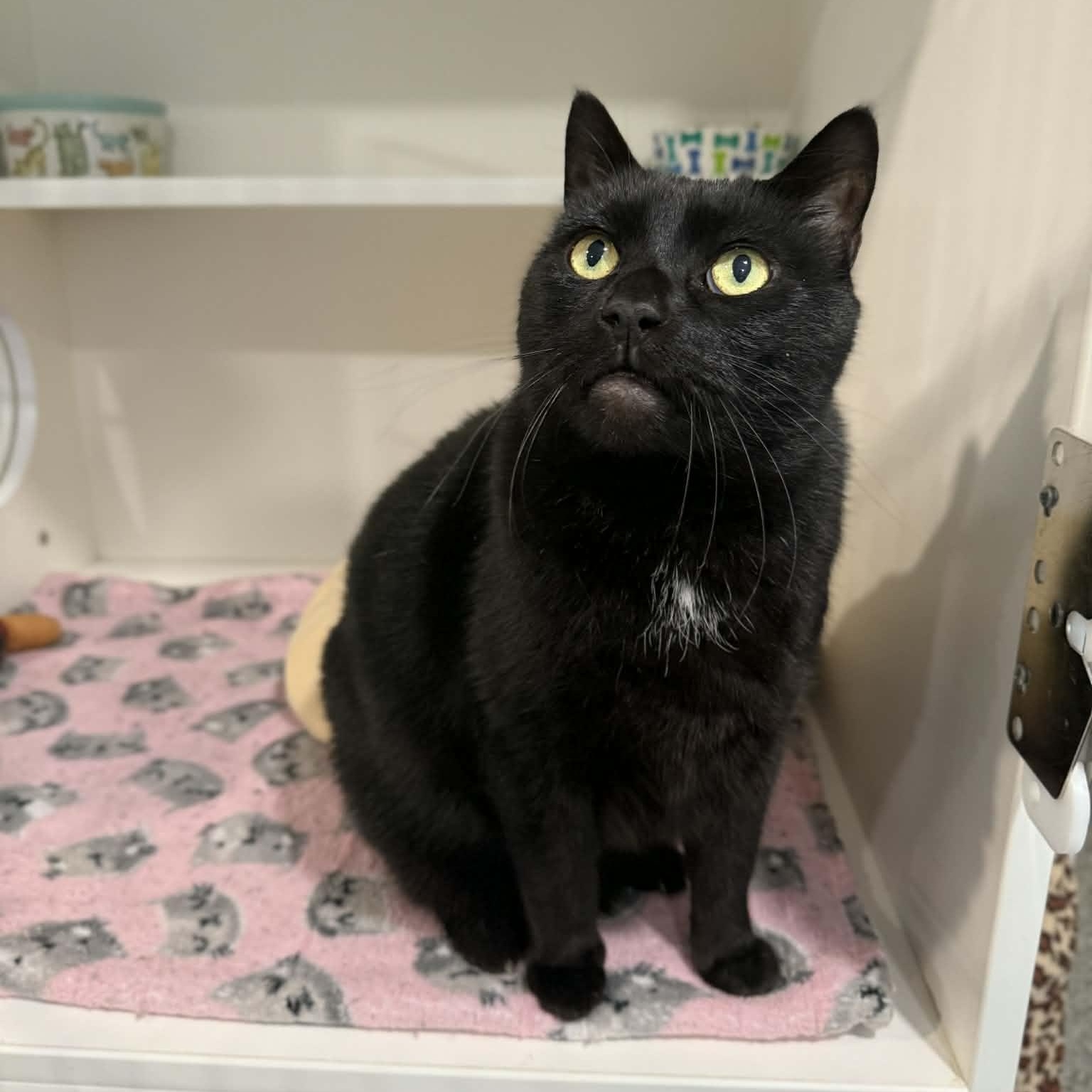 Bowser, ADOPTABLE, Senior Male Domestic Short Hair.