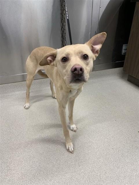LOLA, Adoptable, Adult Female Pit Bull Terrier & Labrador Retriever.