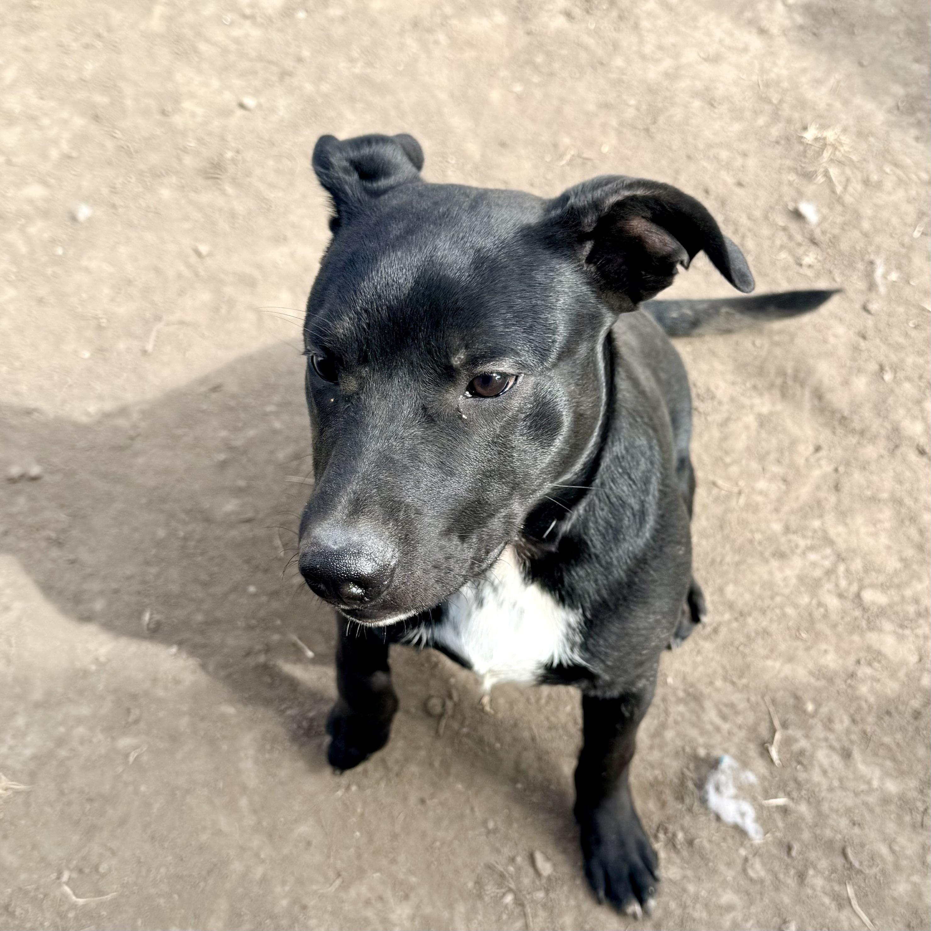 Enlarge Shadow, a ADOPTABLE mixed breed in Albany, MO image 2/6