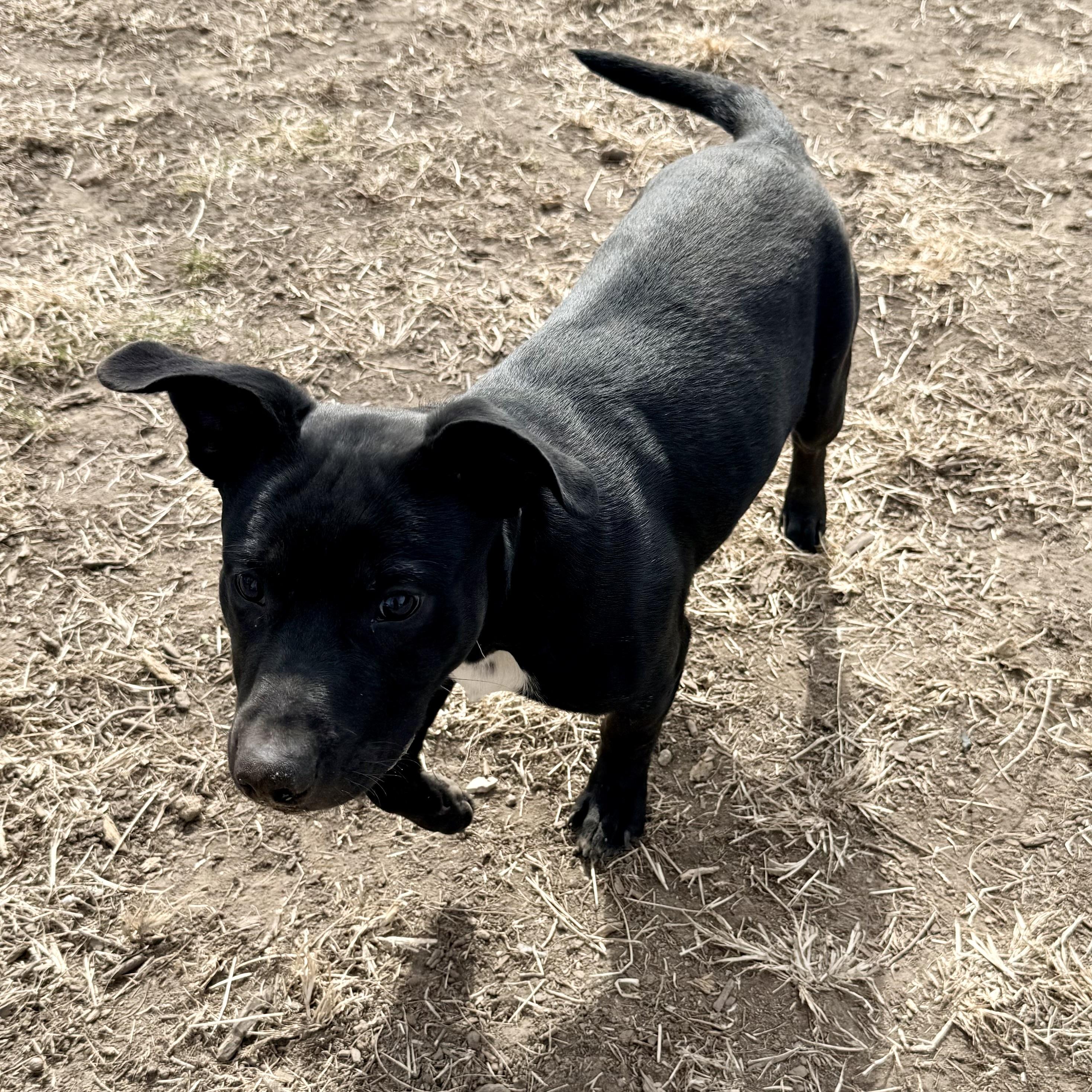 Enlarge Shadow, a ADOPTABLE mixed breed in Albany, MO image 4/6