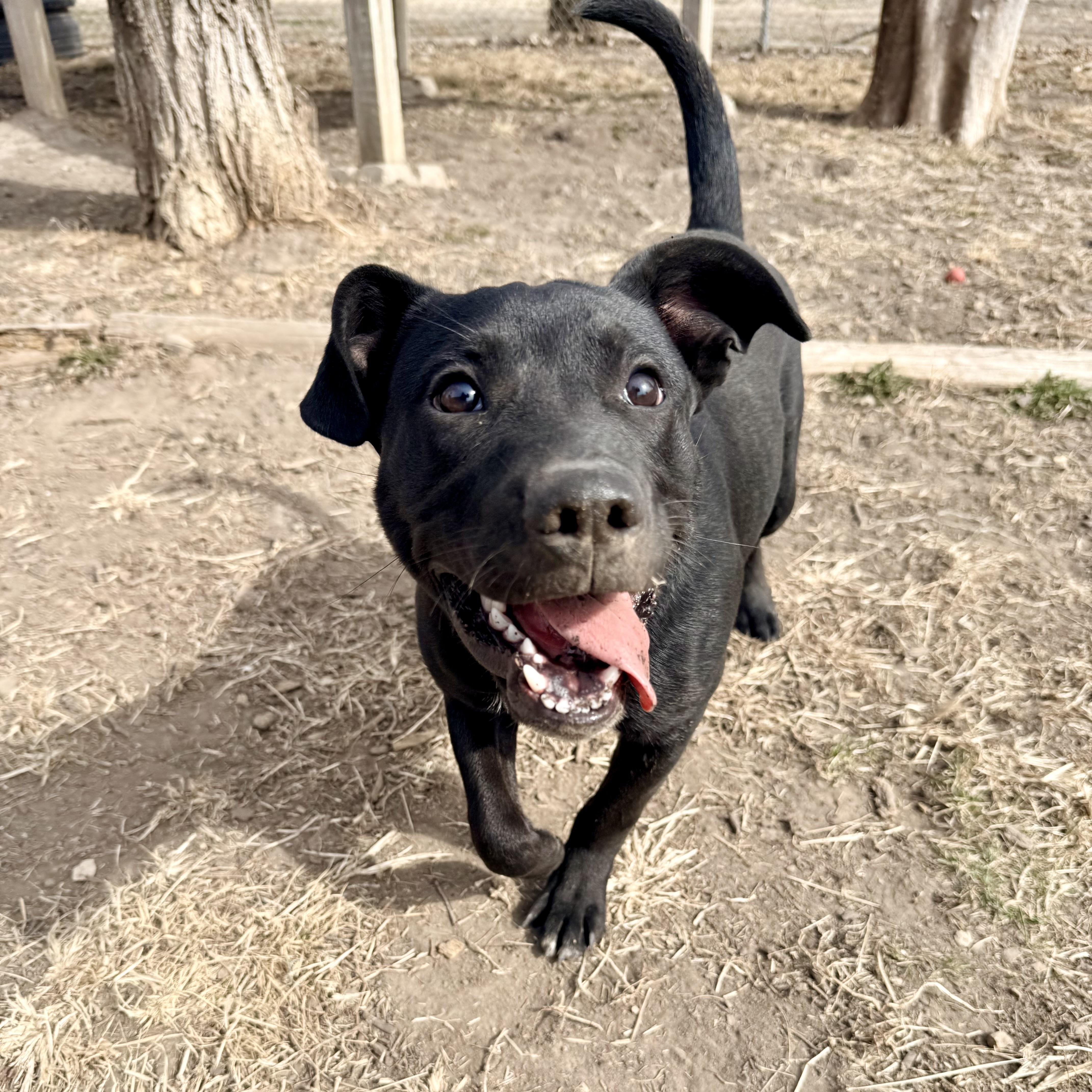Enlarge Shadow, a ADOPTABLE mixed breed in Albany, MO image 3/6