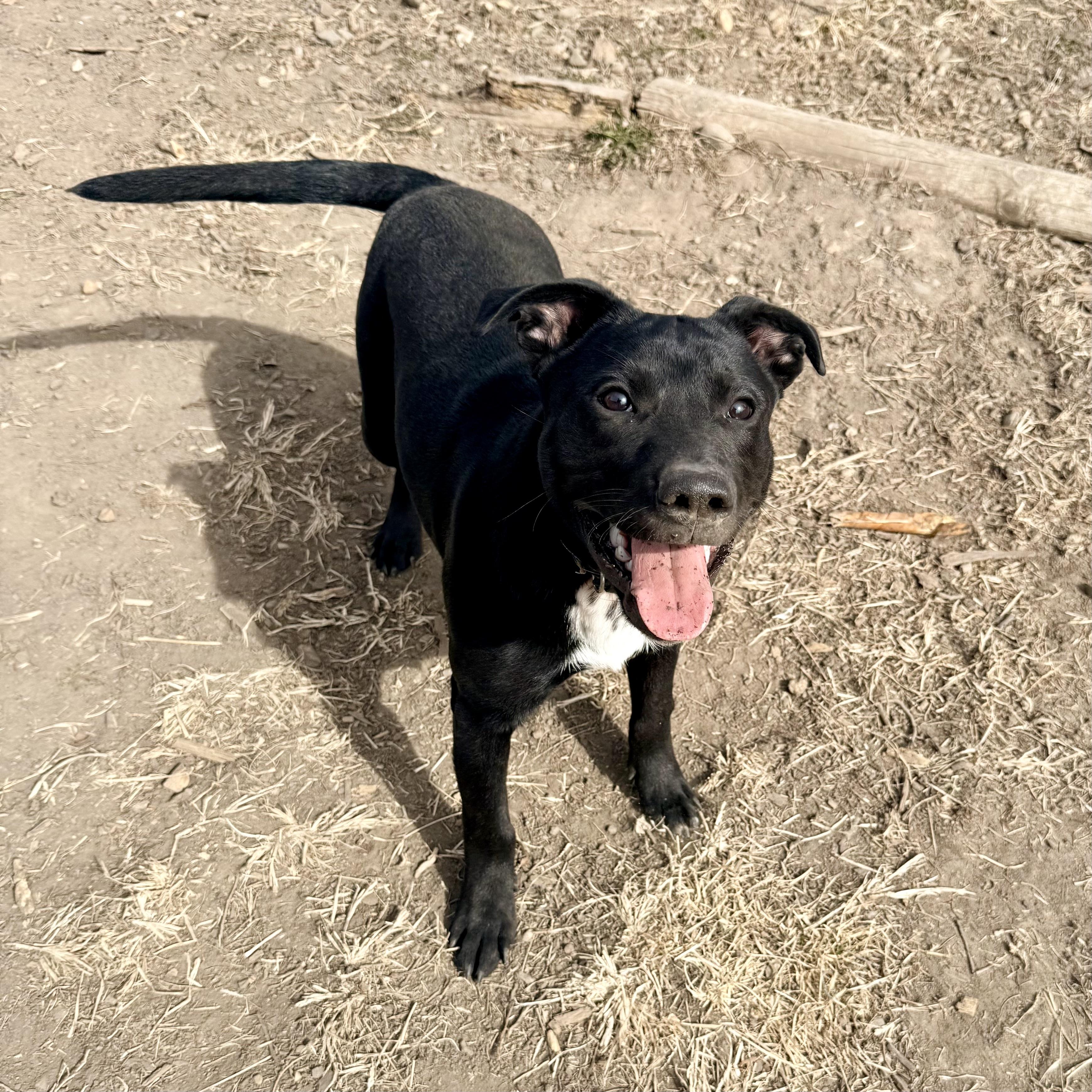 Enlarge Shadow, a ADOPTABLE mixed breed in Albany, MO image 6/6