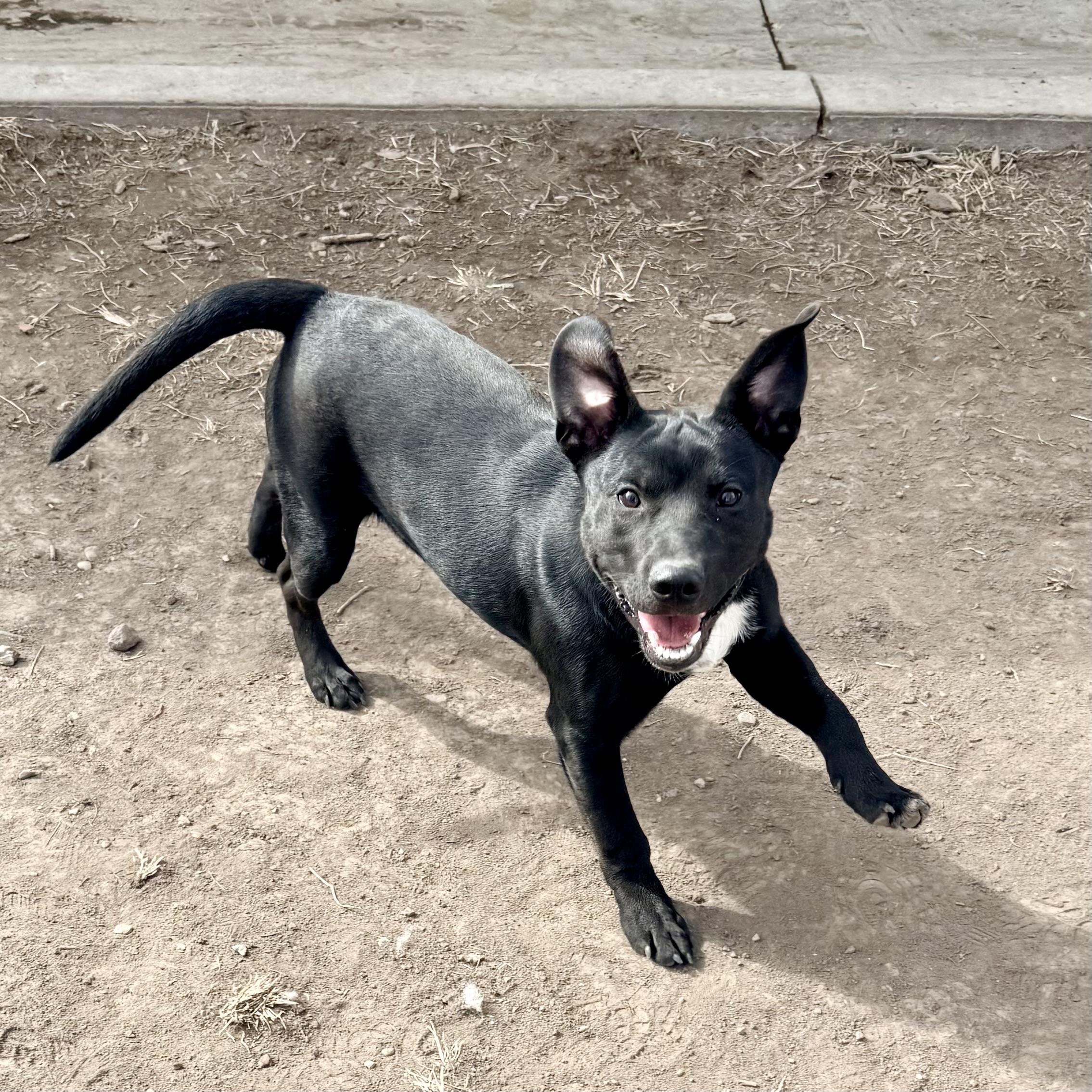 Shadow, ADOPTABLE, Puppy Male Pit Bull Terrier & Australian Cattle Dog / Blue Heeler.