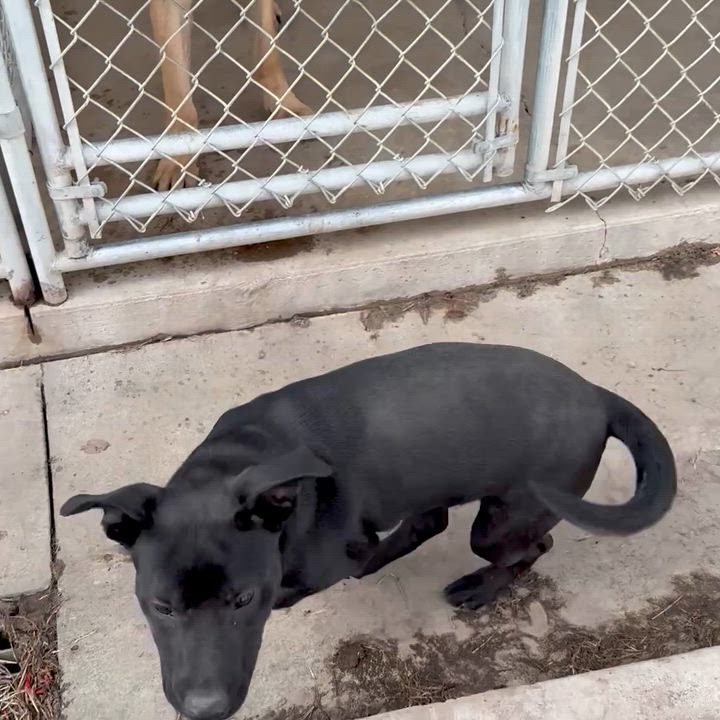 Enlarge Shadow, a ADOPTABLE mixed breed in Albany, MO video 5/6