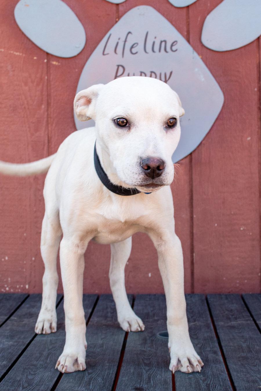 Enlarge 197-26 Bill, a ADOPTABLE Shepherd in Brighton, CO image 1/2