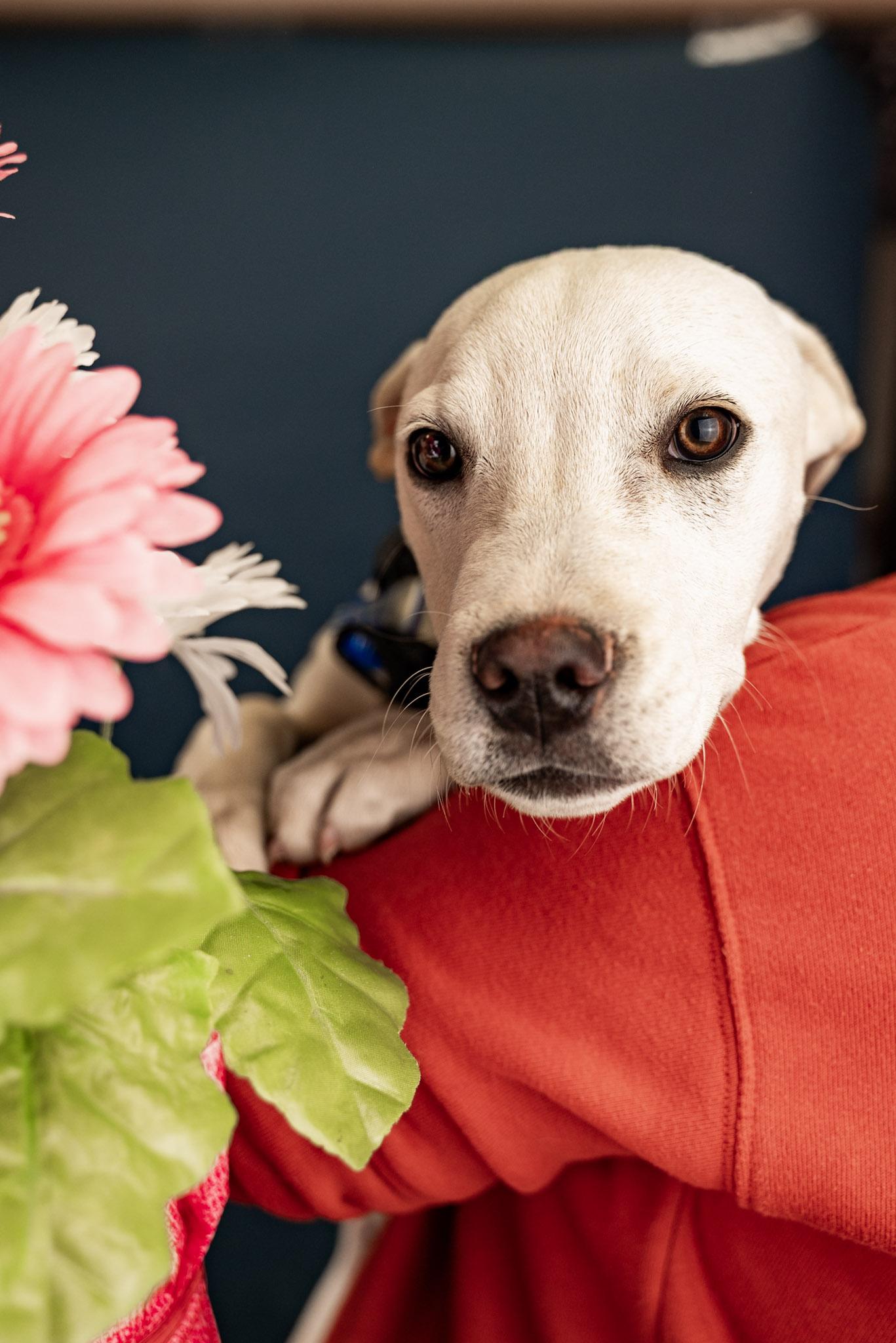 Enlarge 197-26 Bill, a ADOPTABLE Shepherd in Brighton, CO image 2/2