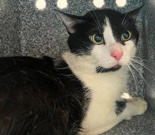 Kori, Adoptable, Adult Male Domestic Short Hair.