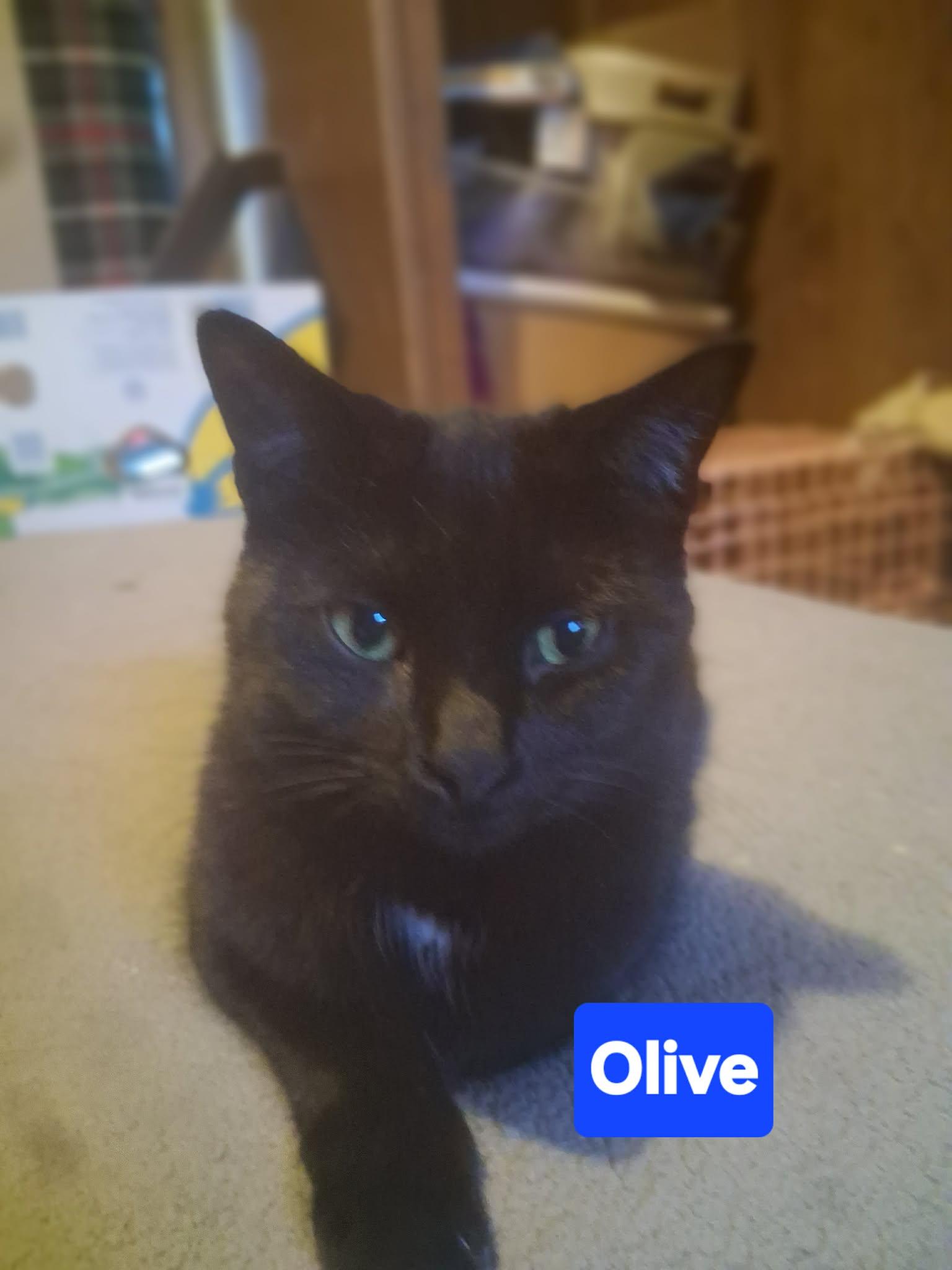 Zz Baby Olive Gothic Princess - Courtesy