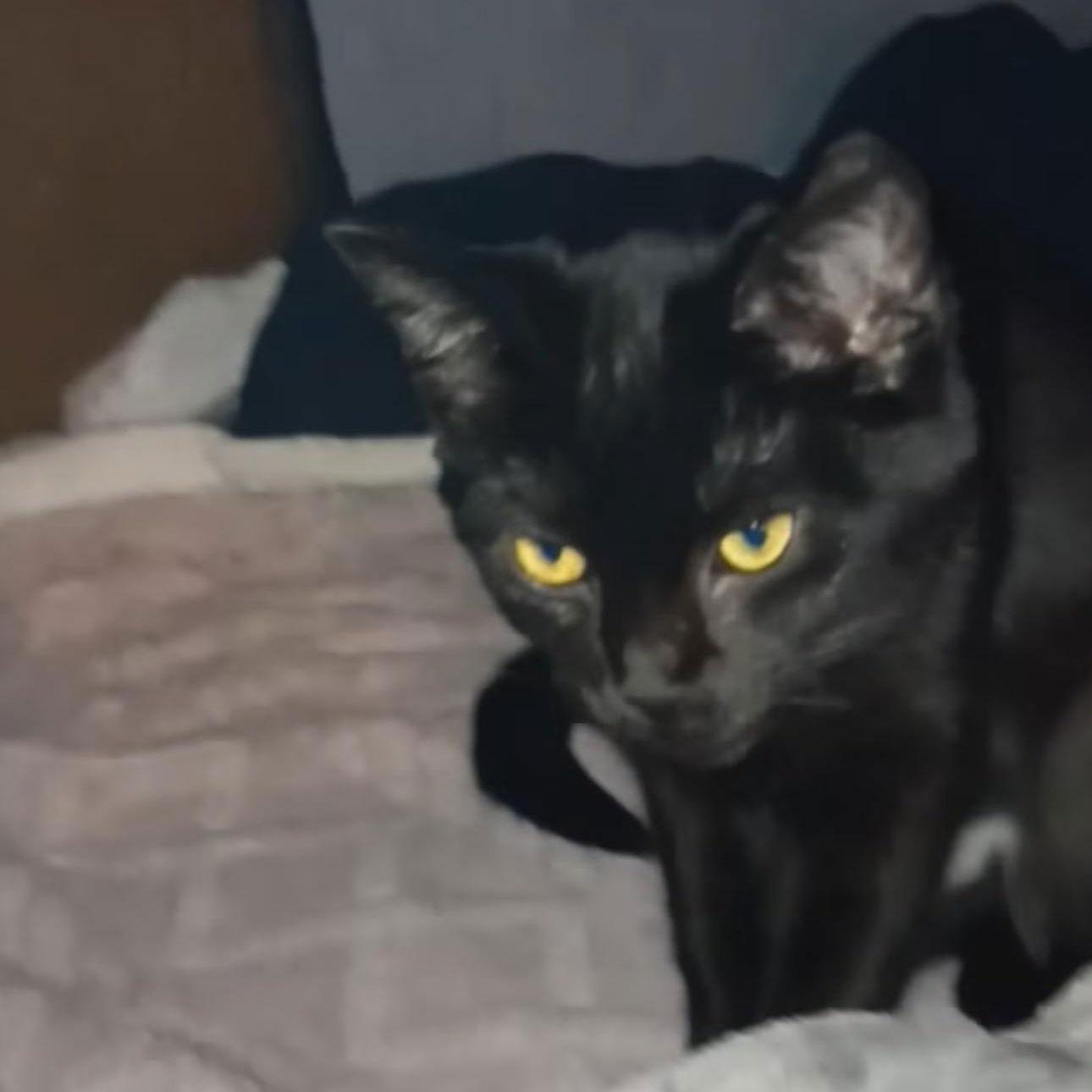 Zz Baby Olive Gothic Princess - Courtesy — thumbnail 2