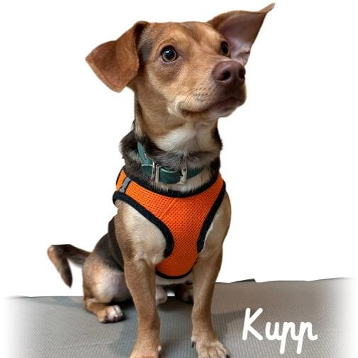 Enlarge Kupp, an adoptable mixed breed in Tulsa, OK image 1/5