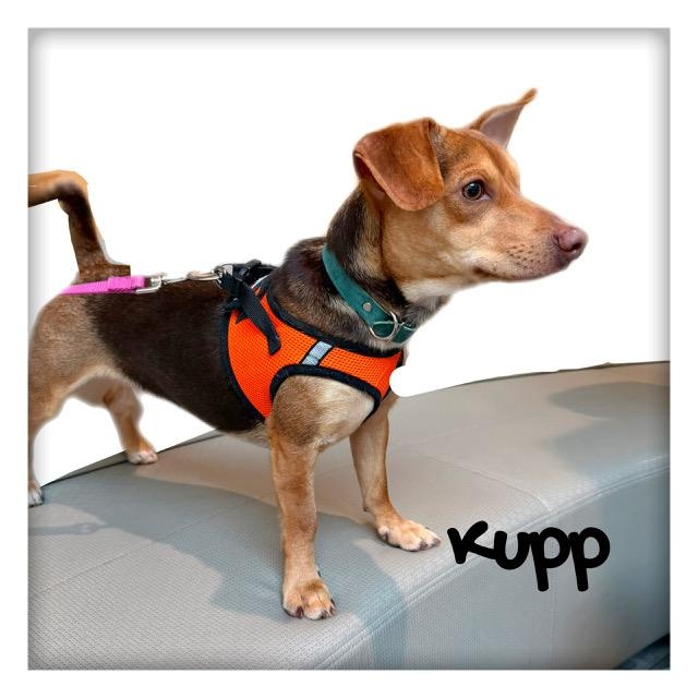 Enlarge Kupp, an adoptable mixed breed in Tulsa, OK image 4/5