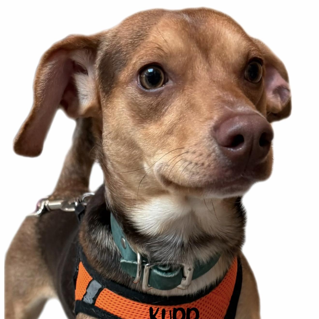 Enlarge Kupp, an adoptable mixed breed in Tulsa, OK image 5/5