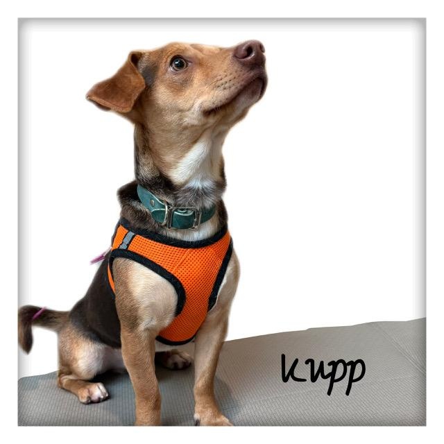 Enlarge Kupp, an adoptable mixed breed in Tulsa, OK image 2/5