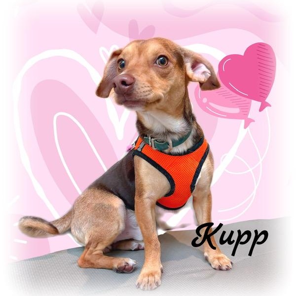 Enlarge Kupp, an adoptable mixed breed in Tulsa, OK image 3/5