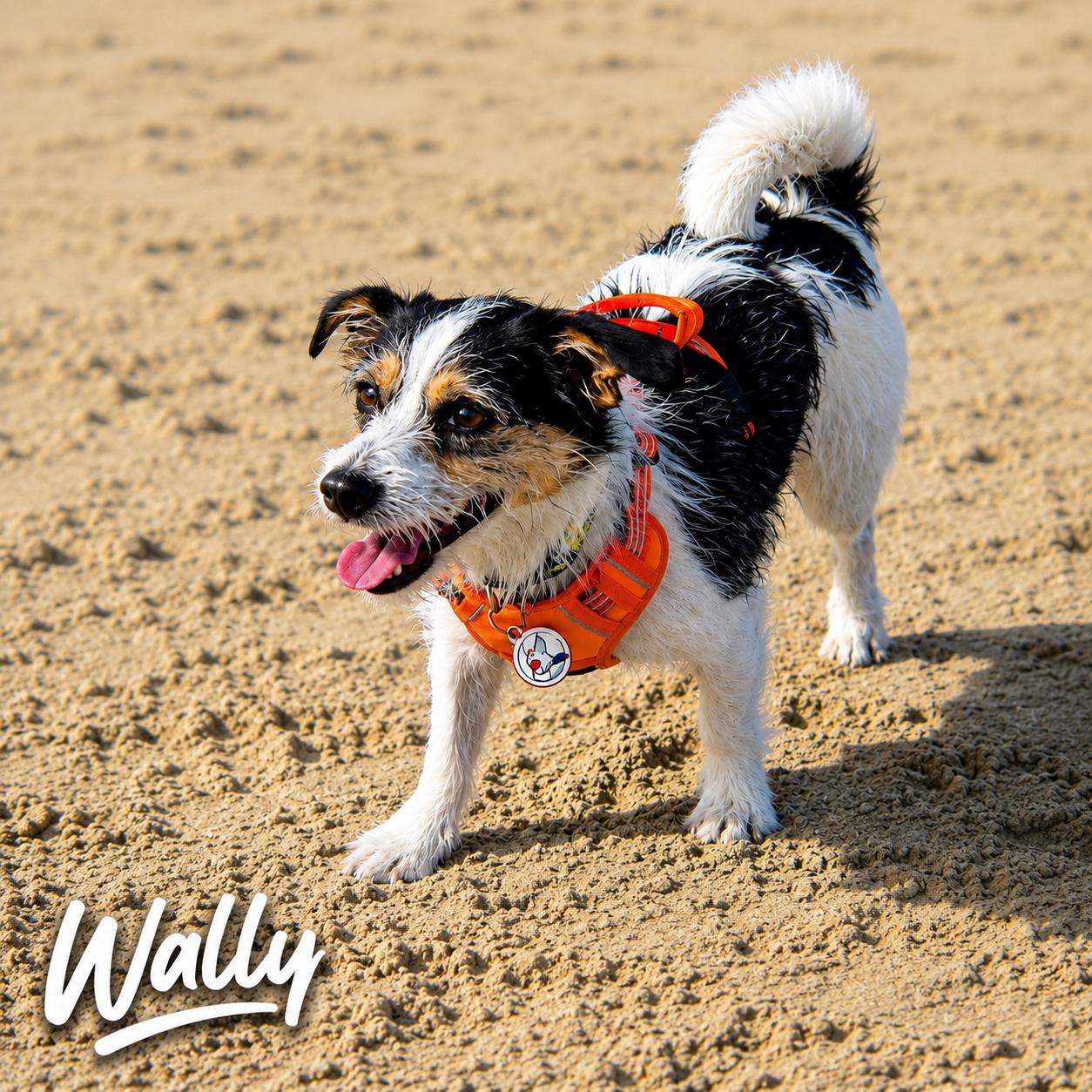 Enlarge Wally, a ADOPTABLE mixed breed in Glendora, CA image 3/6