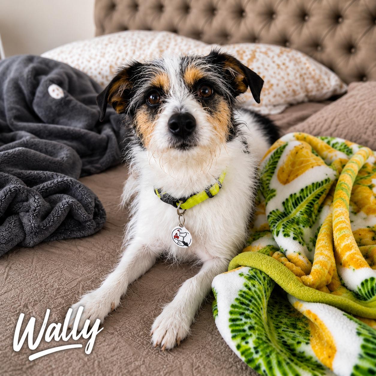 Enlarge Wally, a ADOPTABLE mixed breed in Glendora, CA image 2/6