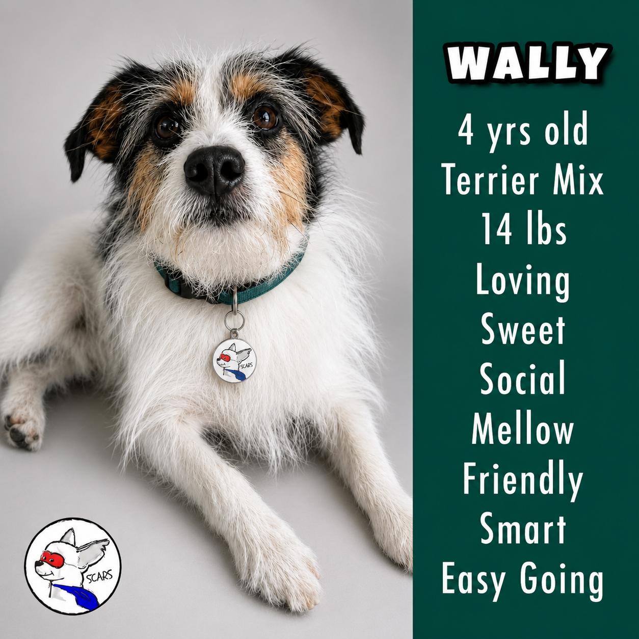 Wally, ADOPTABLE, Adult Male Terrier & Parson Russell Terrier.