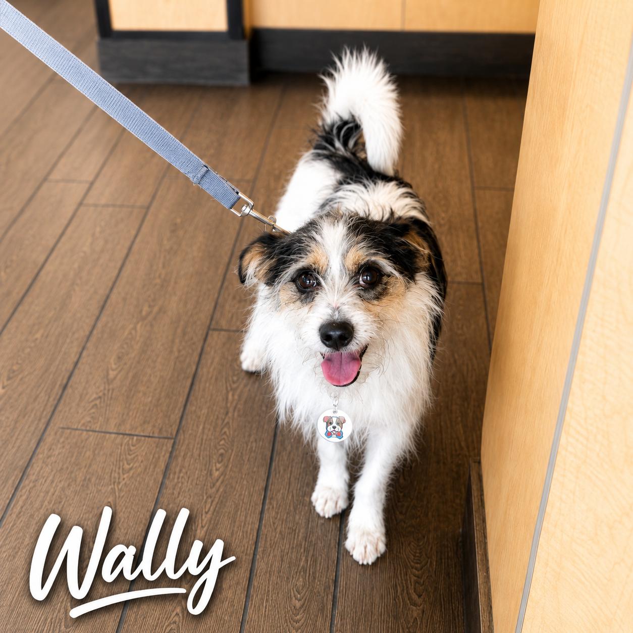 Enlarge Wally, a ADOPTABLE mixed breed in Glendora, CA image 6/6