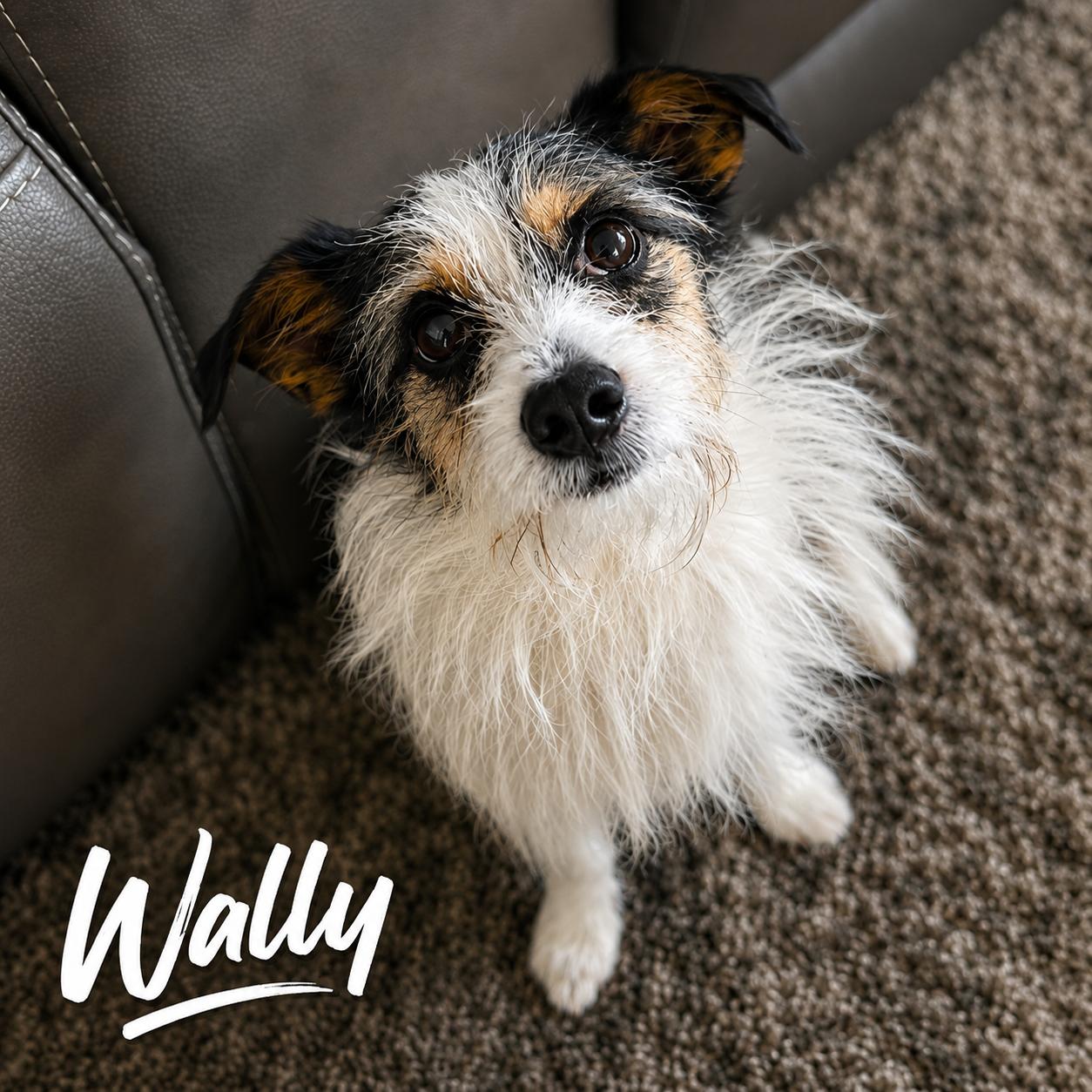 Enlarge Wally, a ADOPTABLE mixed breed in Glendora, CA image 4/6