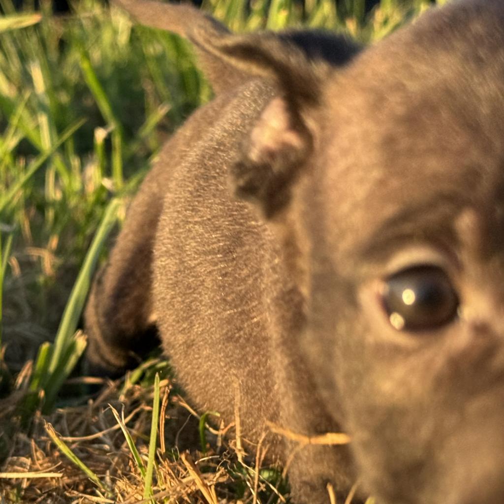 Claire, a Adoptable Mixed Breed in Ione, CA image 1/3