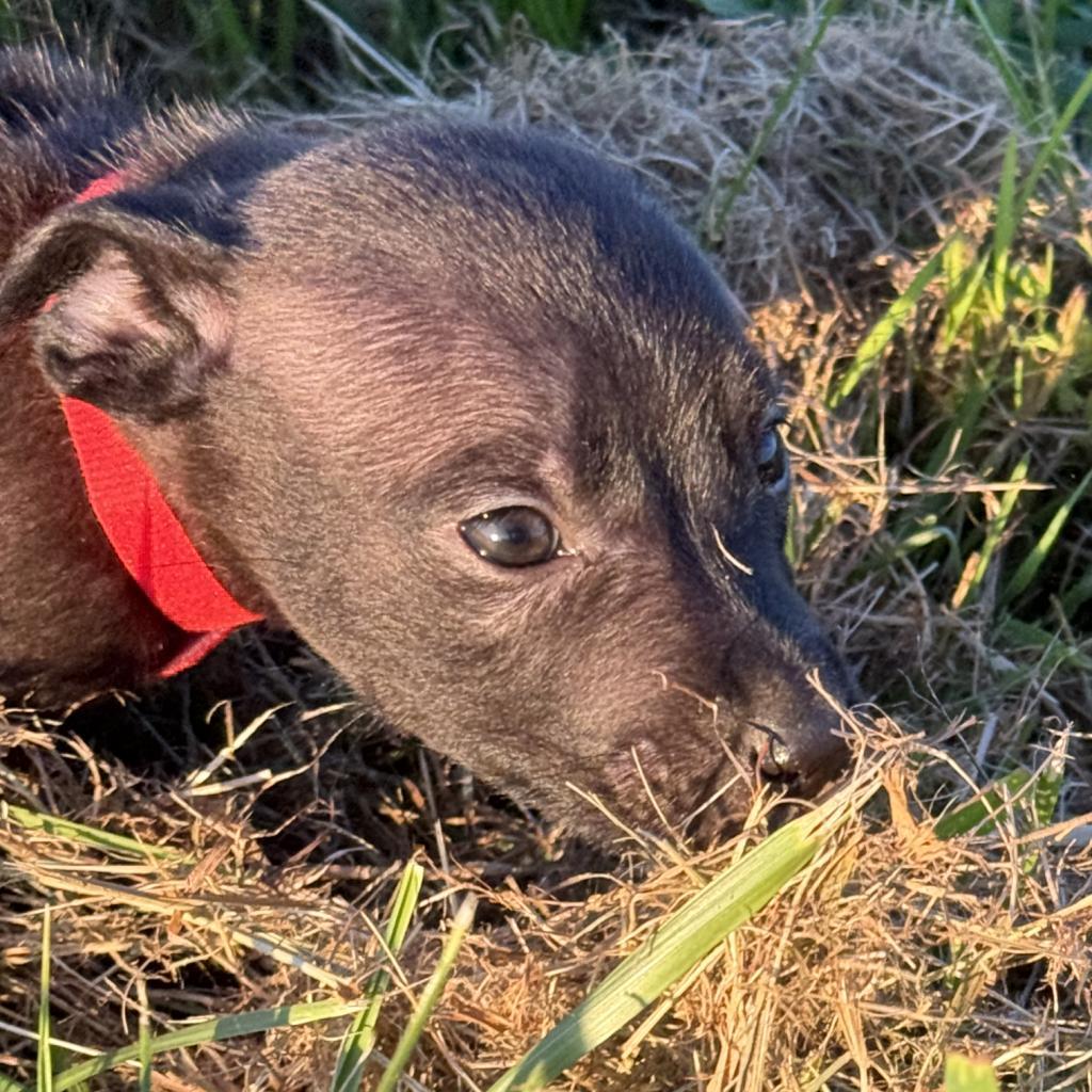 Claire, a Adoptable Mixed Breed in Ione, CA image 2/3