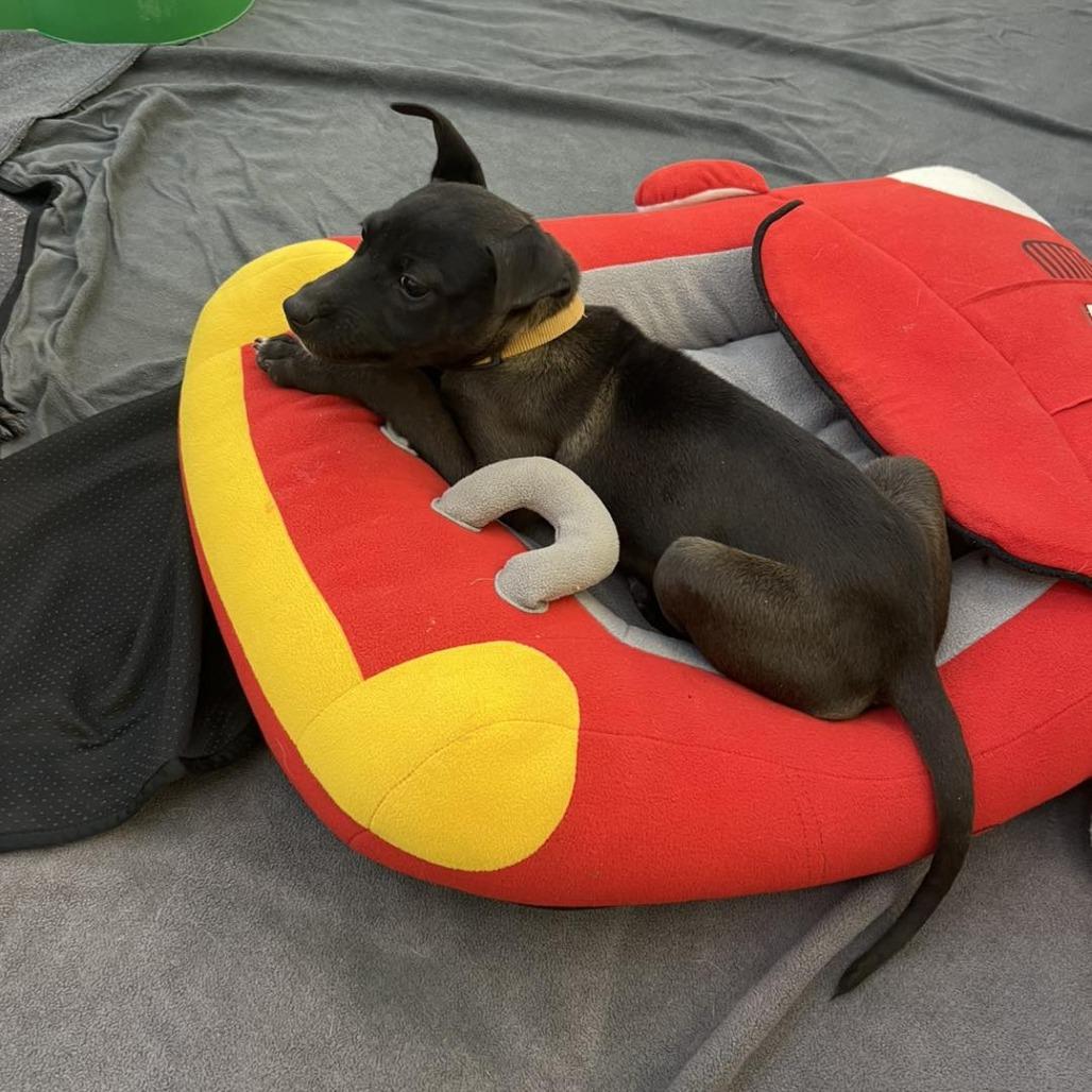 Claire, a Adoptable Mixed Breed in Ione, CA image 3/3