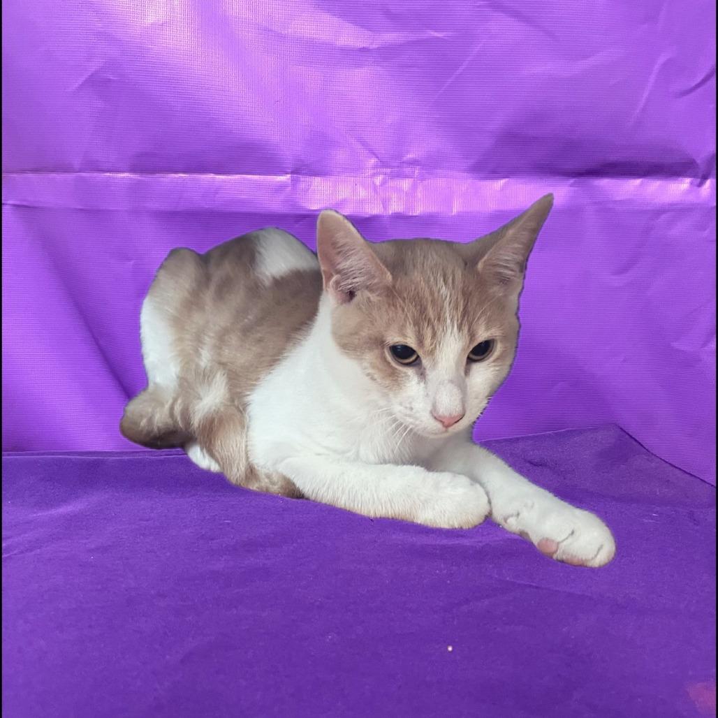 Quasar, Adoptable, Young Male Domestic Short Hair.