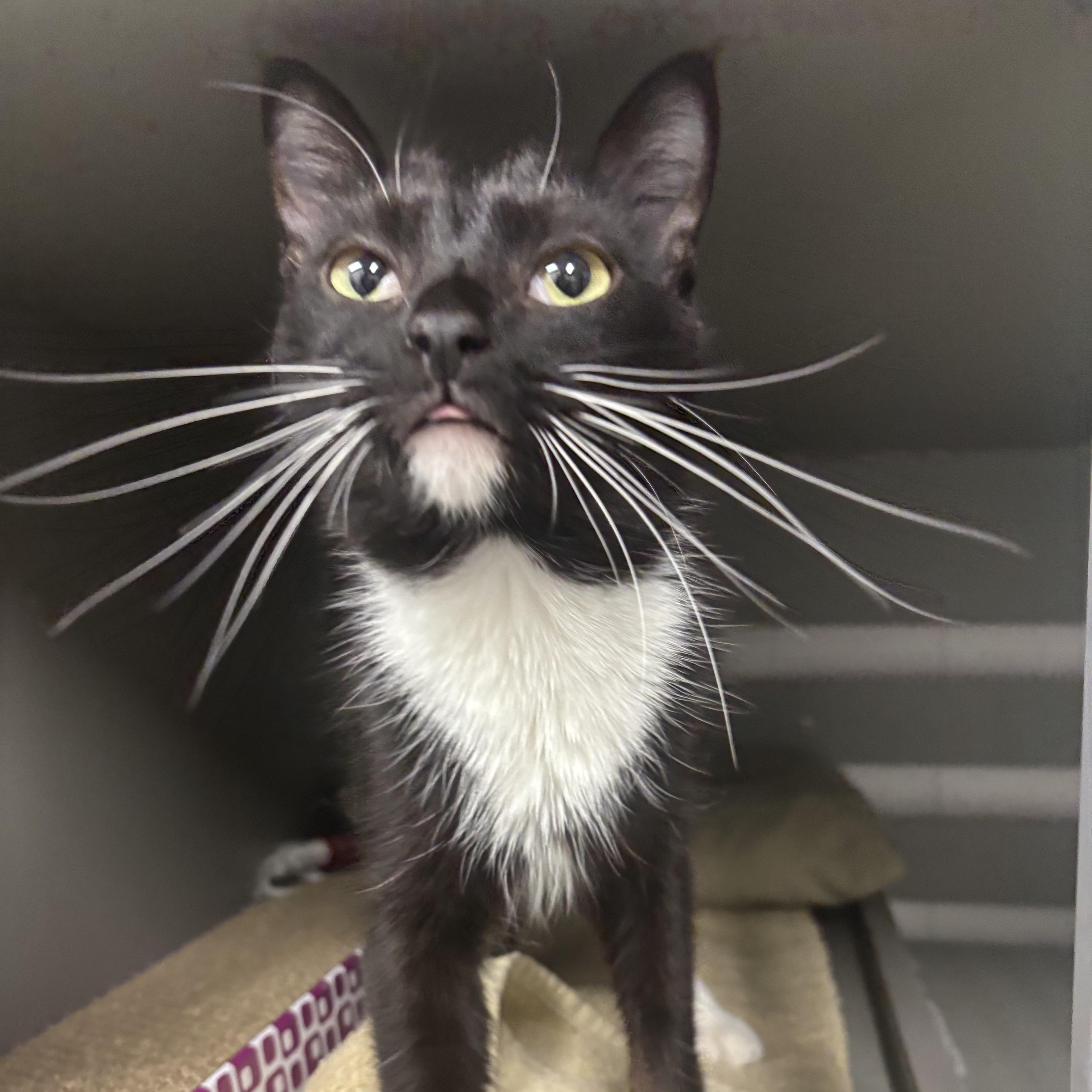 Bonnie Bon Bon, ADOPTABLE, Young Female Domestic Short Hair.