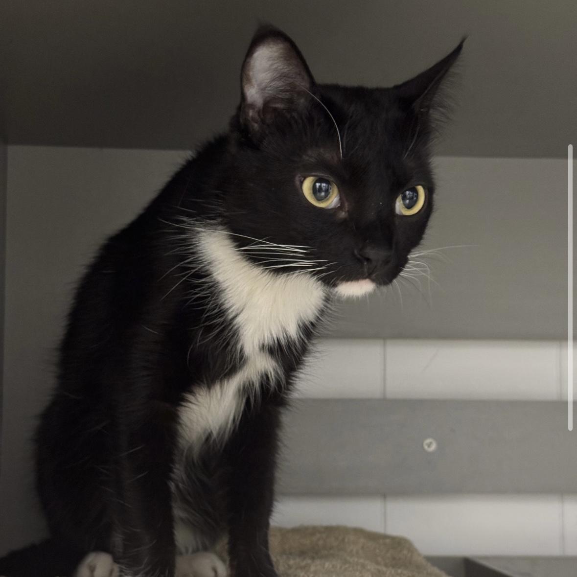 Enlarge Bonnie Bon Bon, a ADOPTABLE Domestic Short Hair in Renton , WA image 2/4