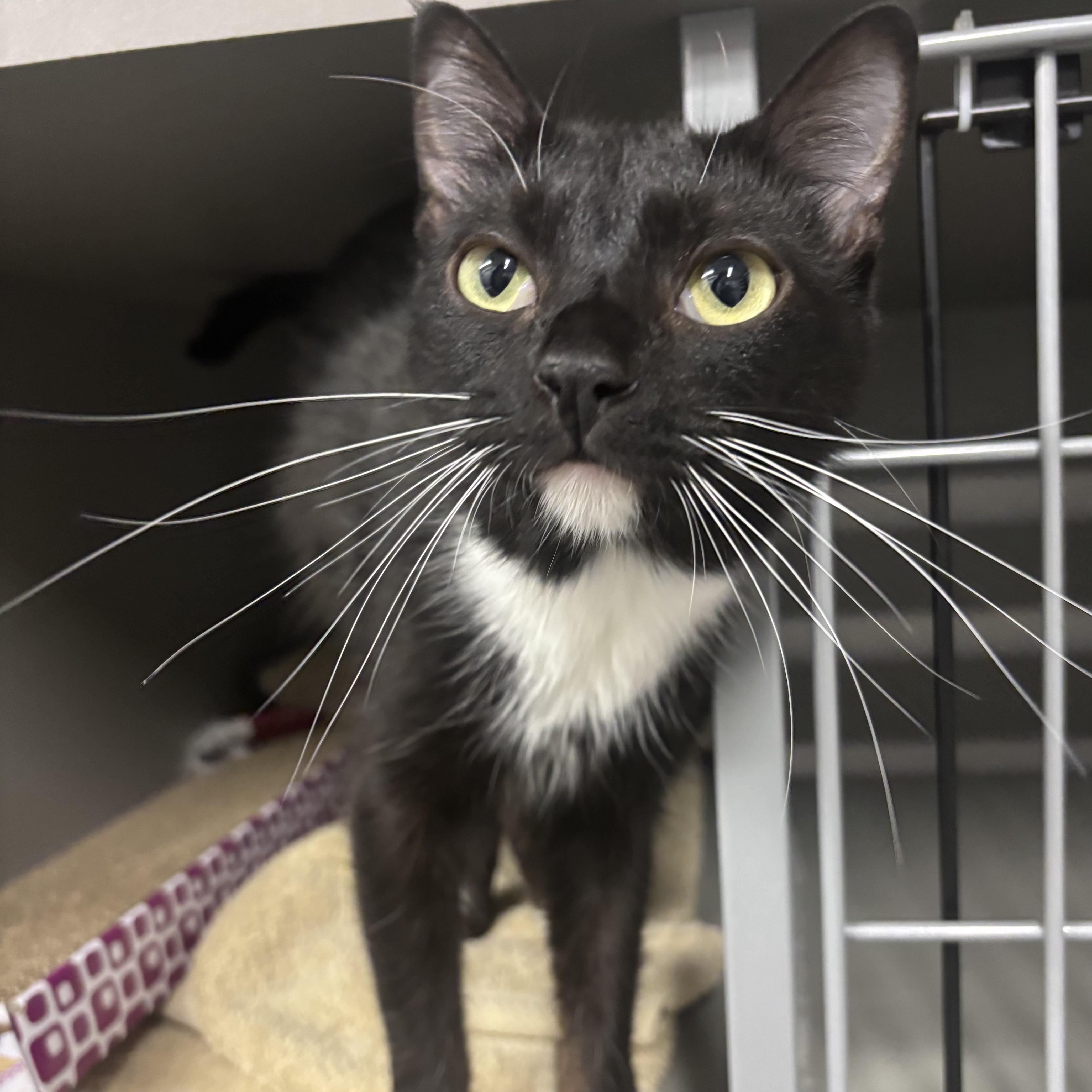 Enlarge Bonnie Bon Bon, a ADOPTABLE Domestic Short Hair in Renton , WA image 3/4