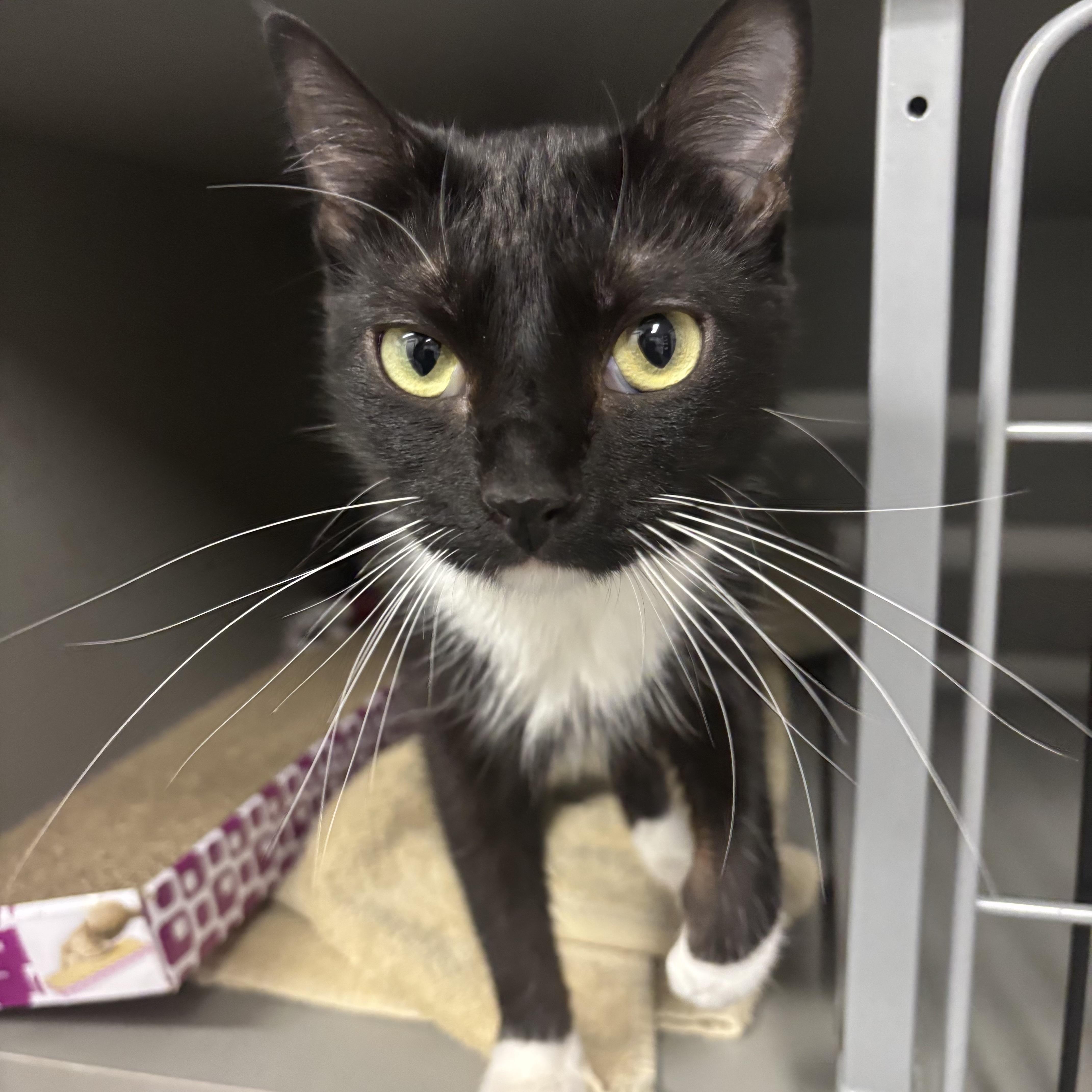 Bonnie Bon Bon, ADOPTABLE, Young Female Domestic Short Hair.