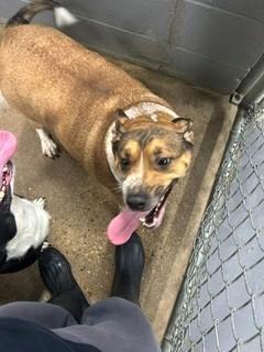 Enlarge Catherine, a Adoptable mixed breed in Prichard, AL image 1/1