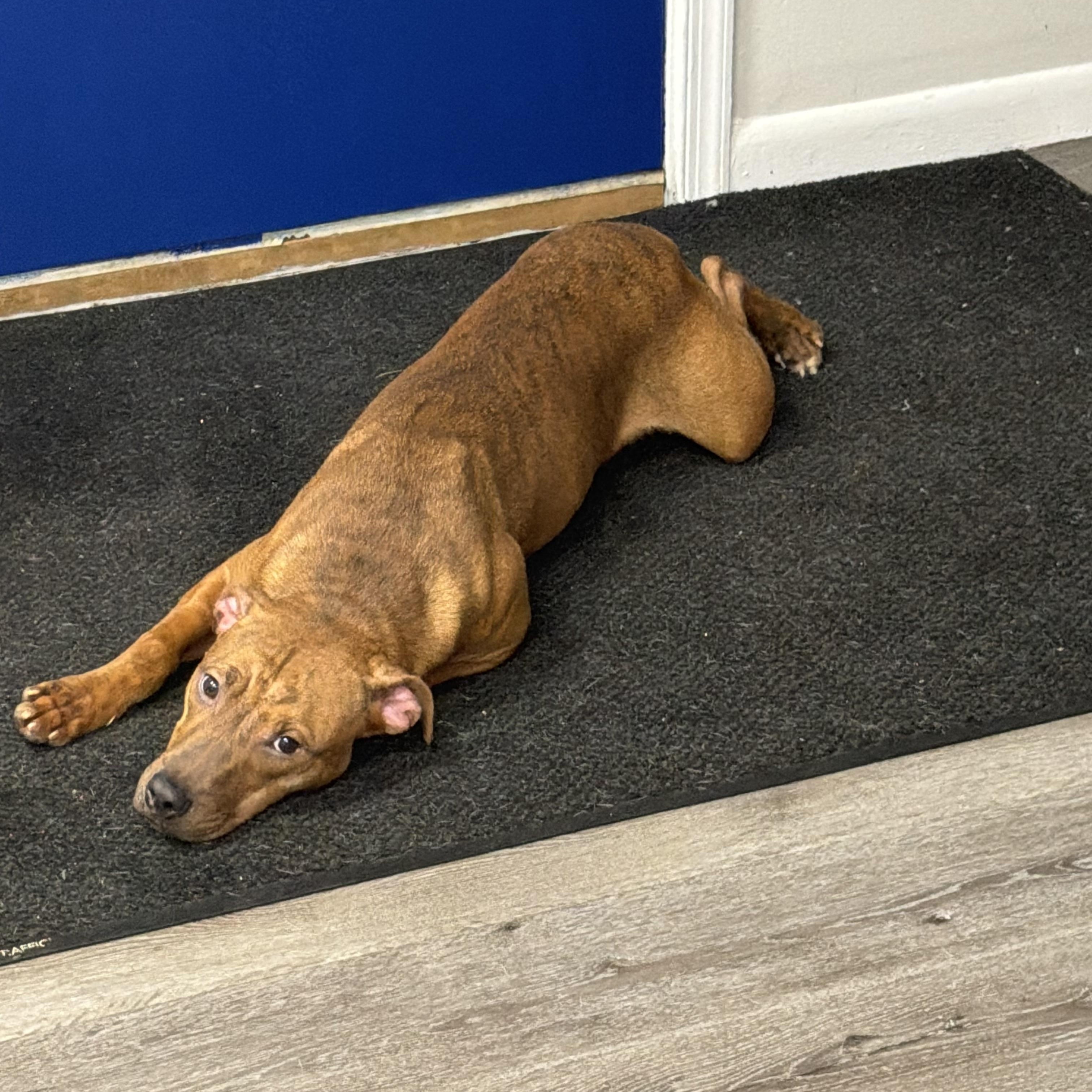 Enlarge Fifi, an adopted Pit Bull Terrier in Trenton, NJ image 1/1