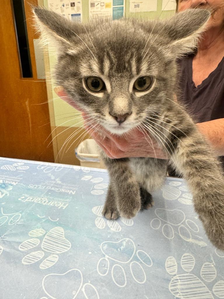 Yogi Bear, Adoptable, Kitten Male Domestic Short Hair.