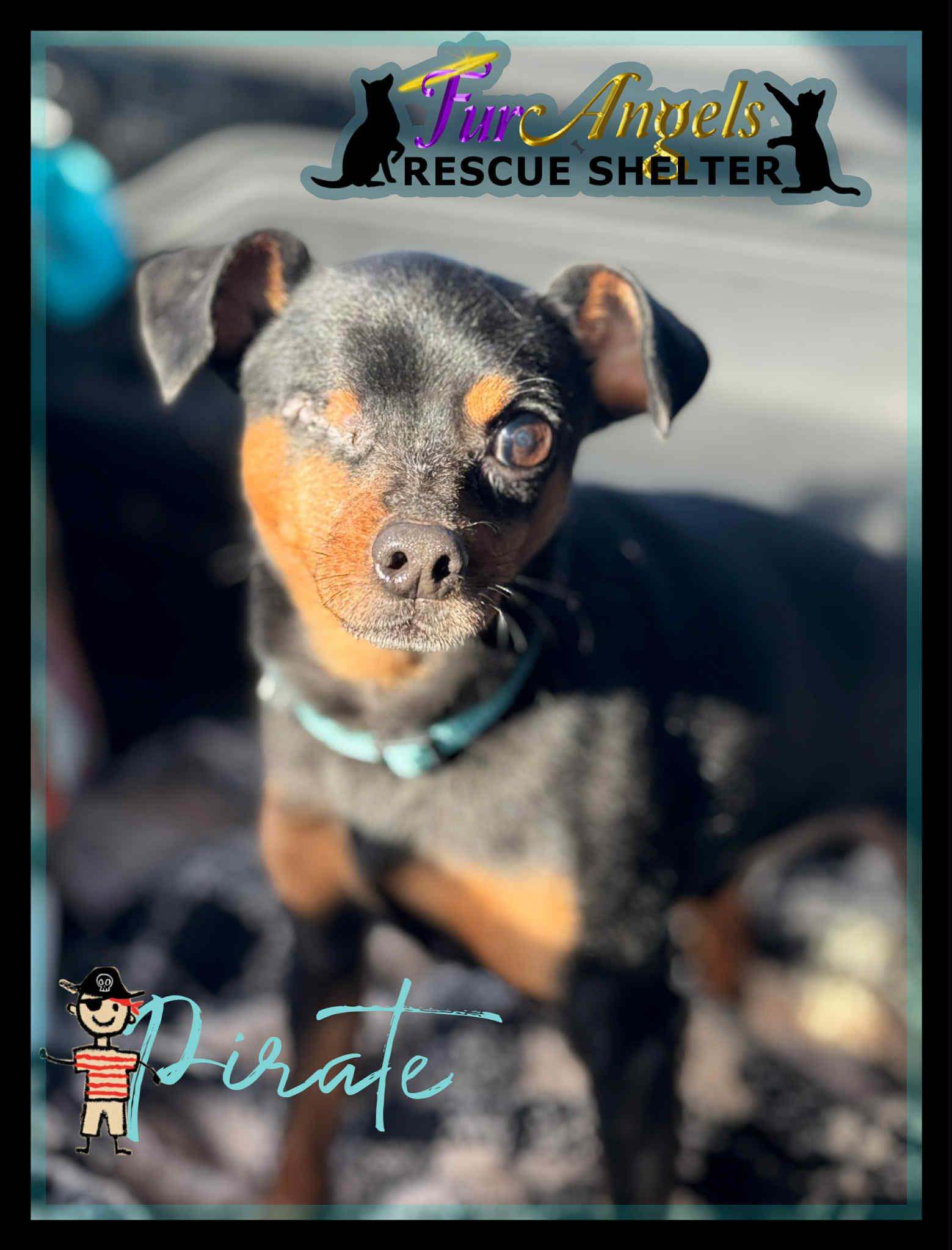 Pirate, Adopted, Young Male Miniature Pinscher.