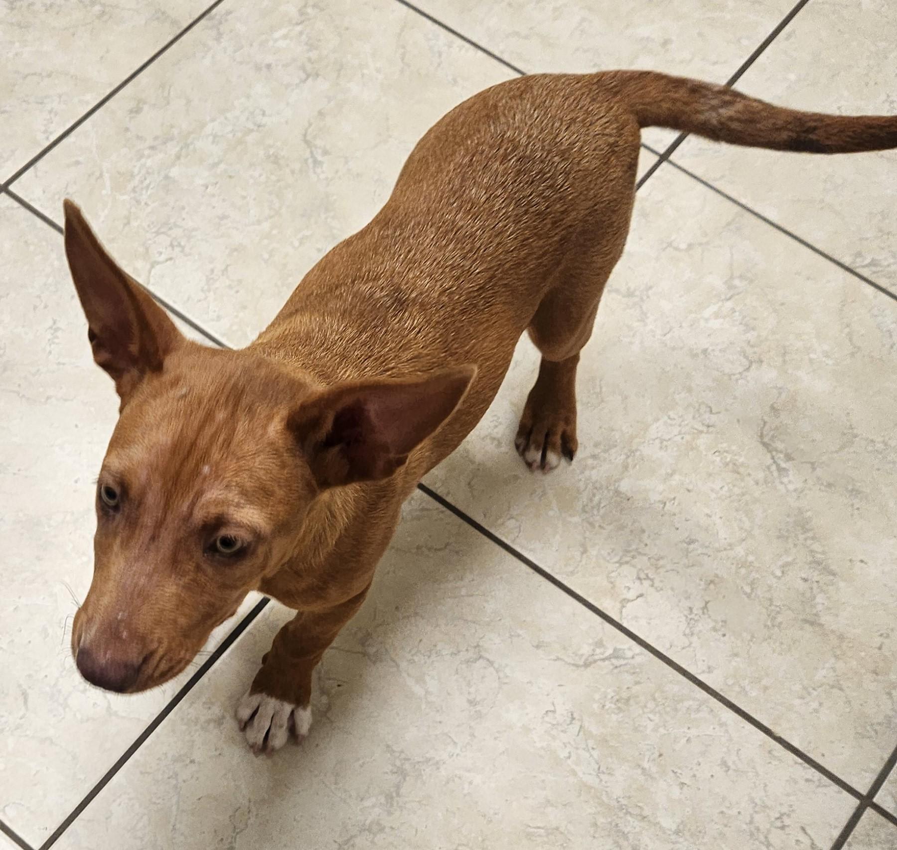 Miranda, a Adoptable mixed breed in Mauston, WI image 1/3