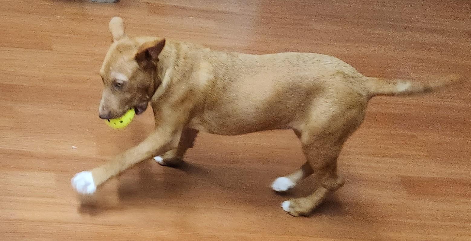 Miranda, a Adoptable mixed breed in Mauston, WI image 2/3