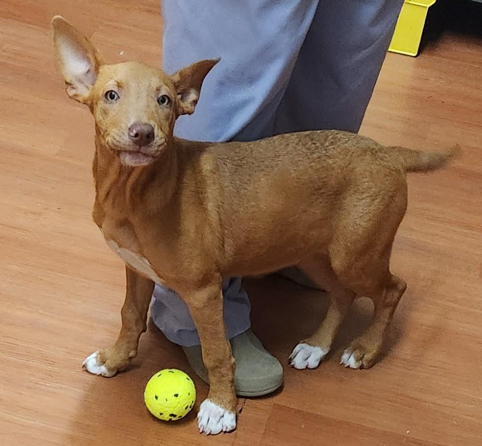 Miranda, a Adoptable mixed breed in Mauston, WI image 3/3