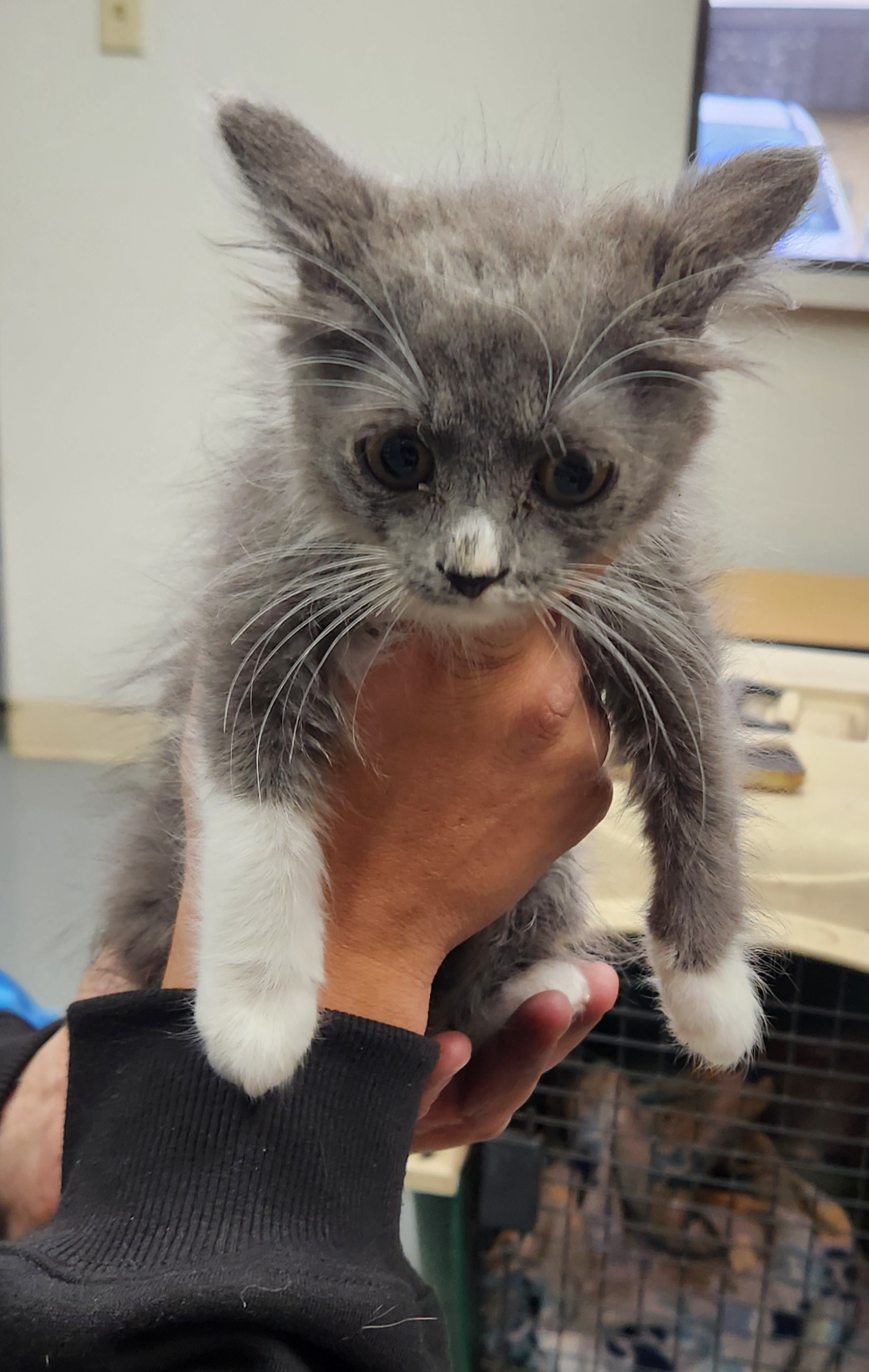 Cat for adoption Rosemary, a Domestic Long Hair in Zimmerman, MN