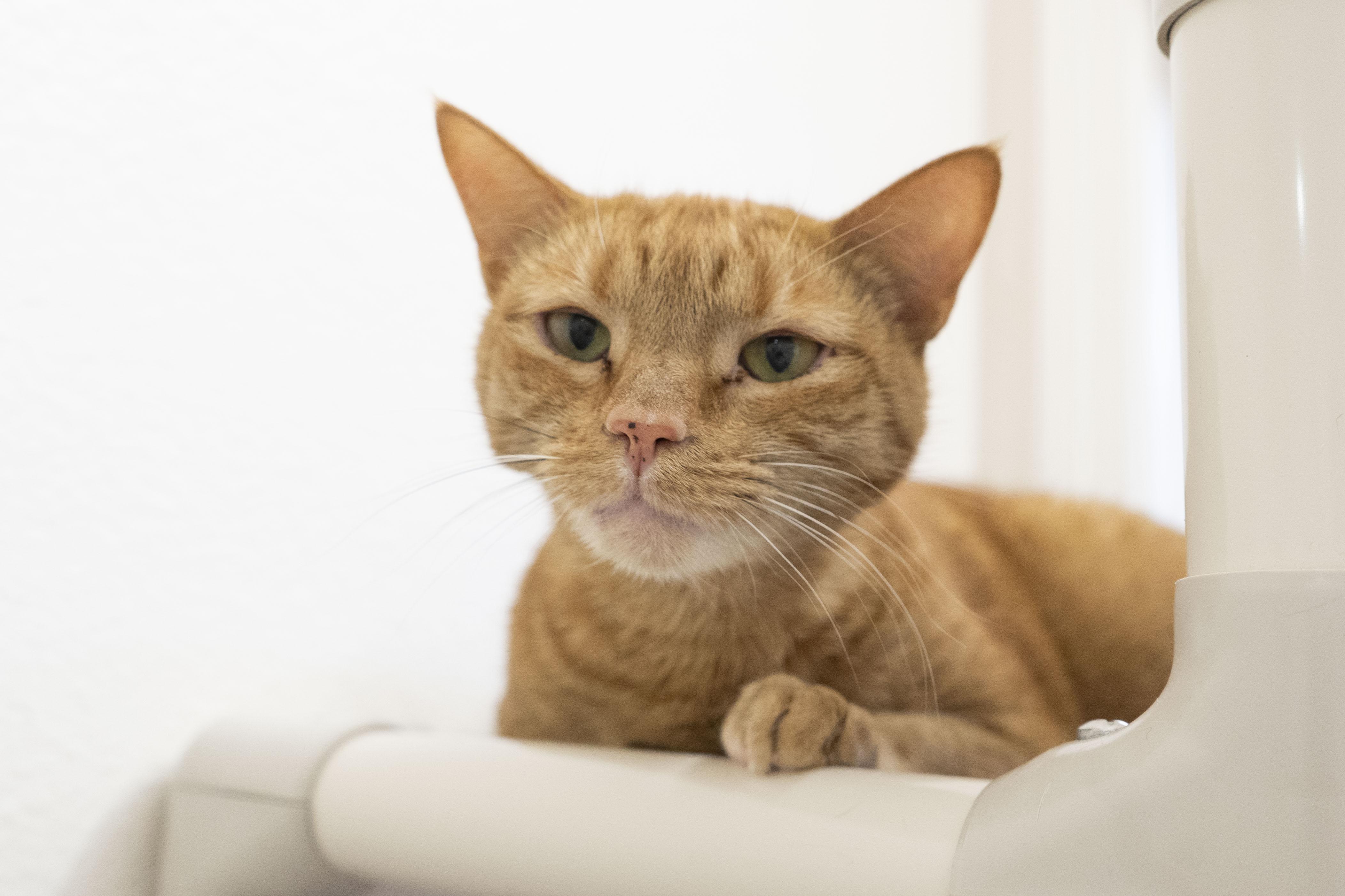 Ginny, an adoptable Domestic Short Hair in Boise, ID, 83709 | Photo Image 2