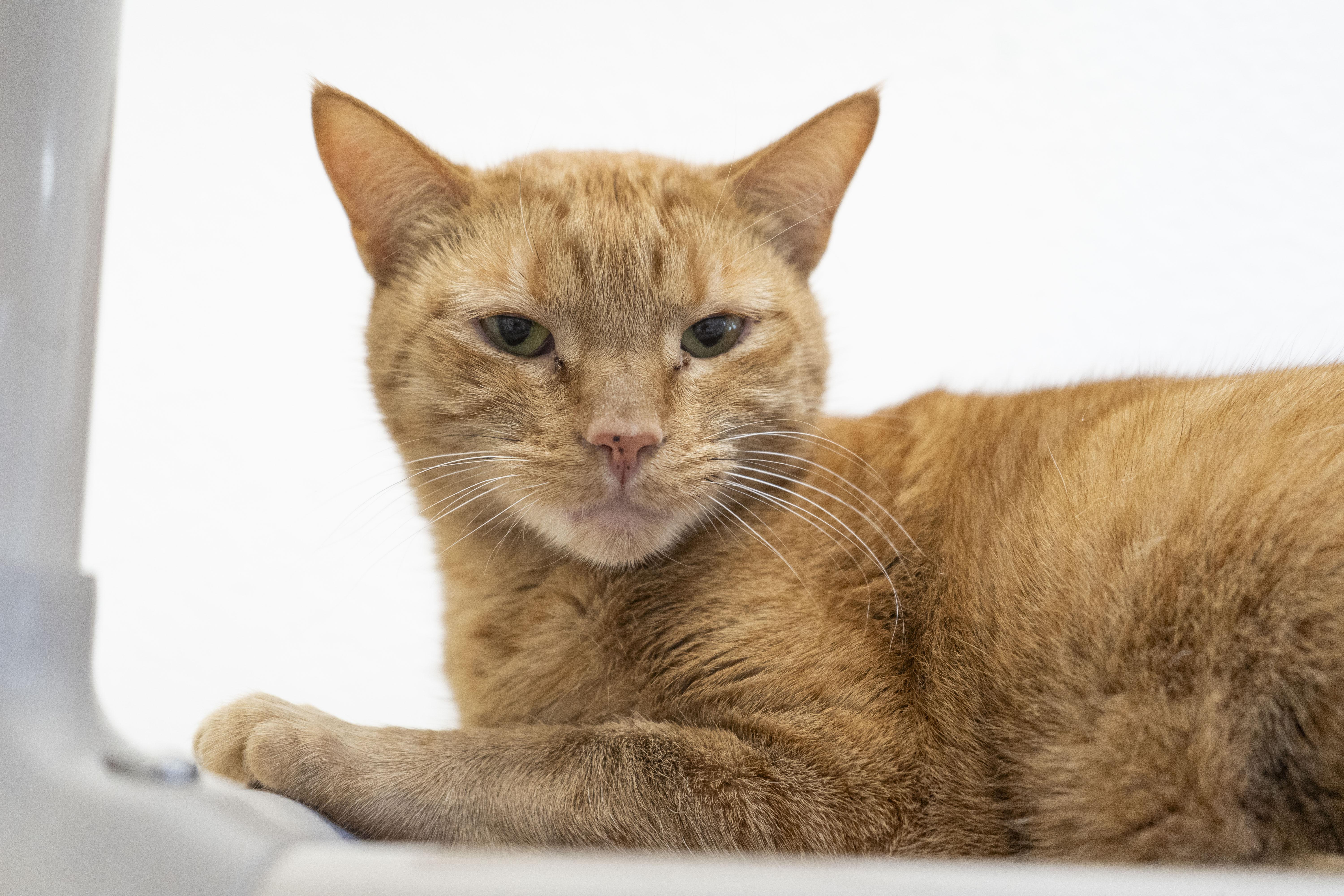 Ginny, an adoptable Domestic Short Hair in Boise, ID, 83709 | Photo Image 3