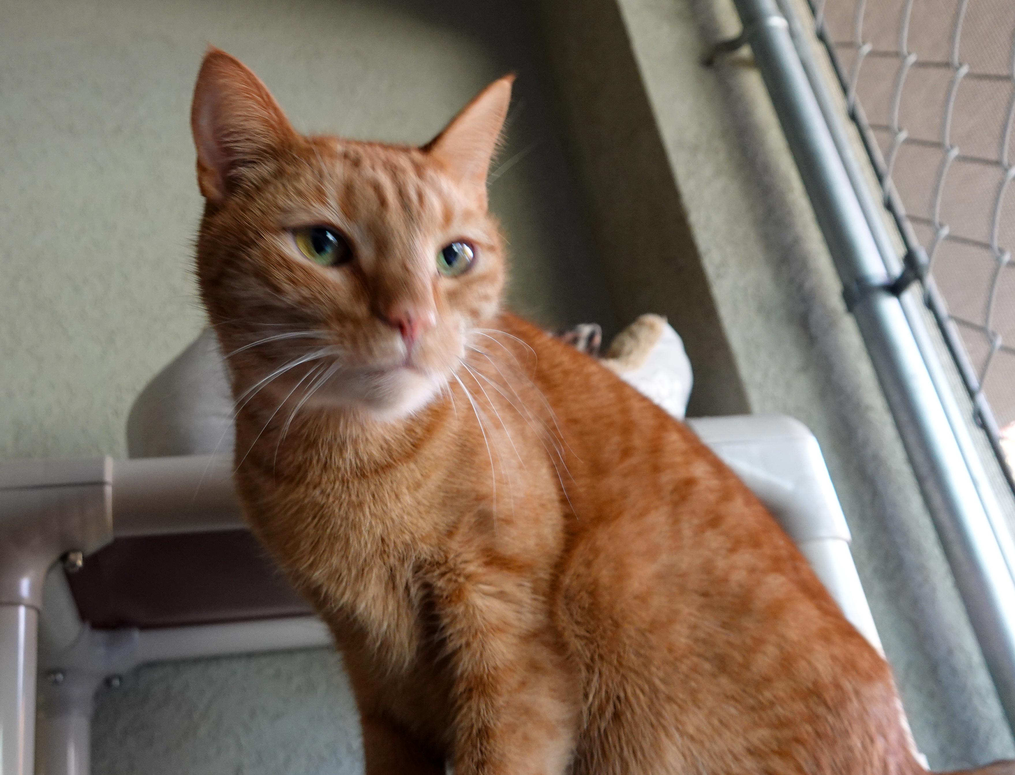 Ginny, an adoptable Domestic Short Hair in Boise, ID, 83709 | Photo Image 4