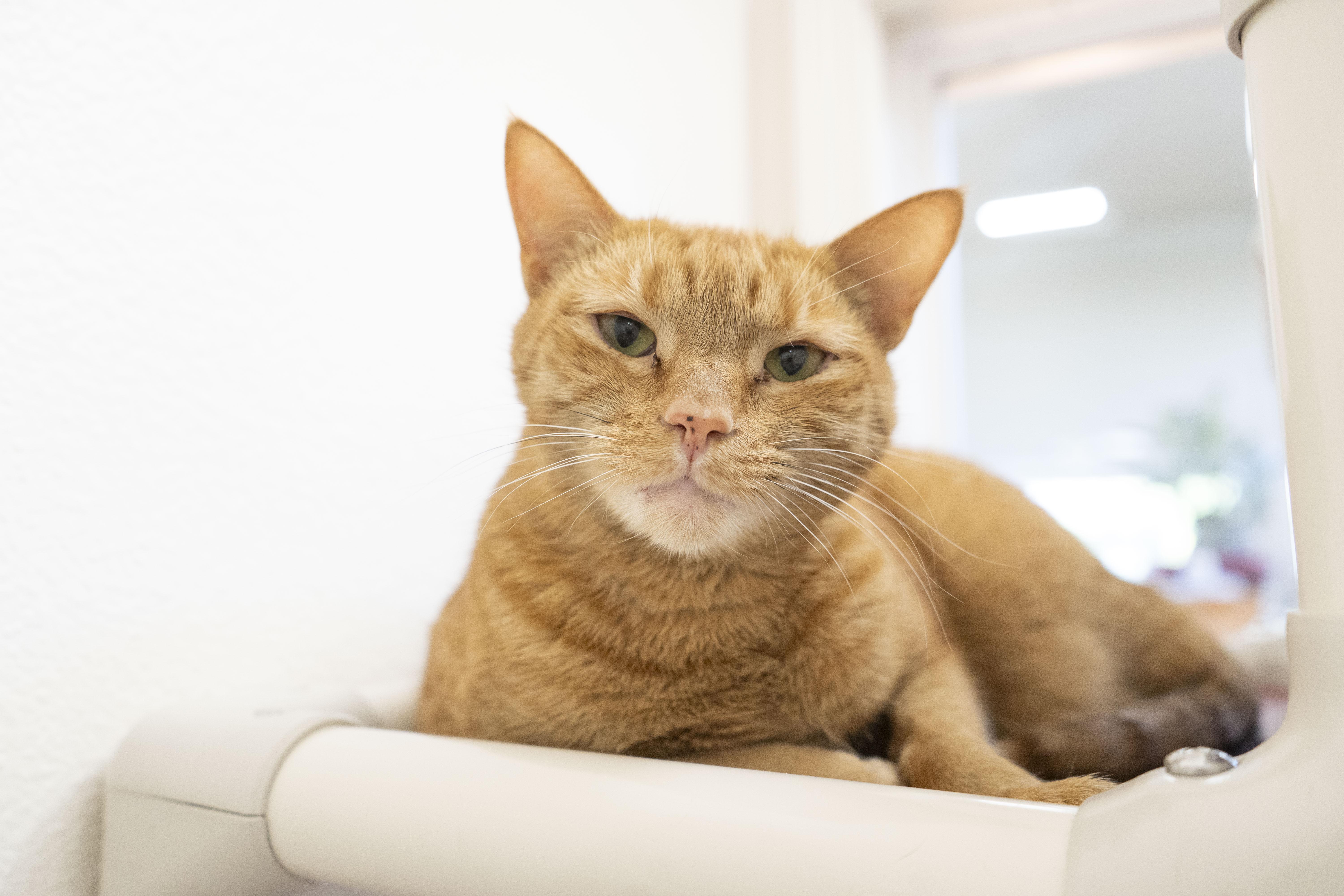 Ginny, an adoptable Domestic Short Hair in Boise, ID, 83709 | Photo Image 1