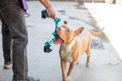 Bugz-IN FOSTER, Adoptable, Adult Male Mixed Breed & Mixed Breed.