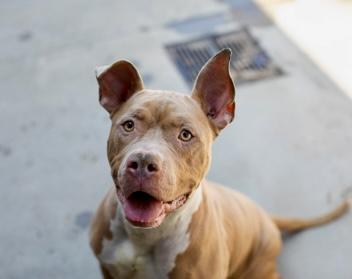 Enlarge Bugz-IN FOSTER, a Adoptable Mixed Breed in Chamblee, GA image 3/3