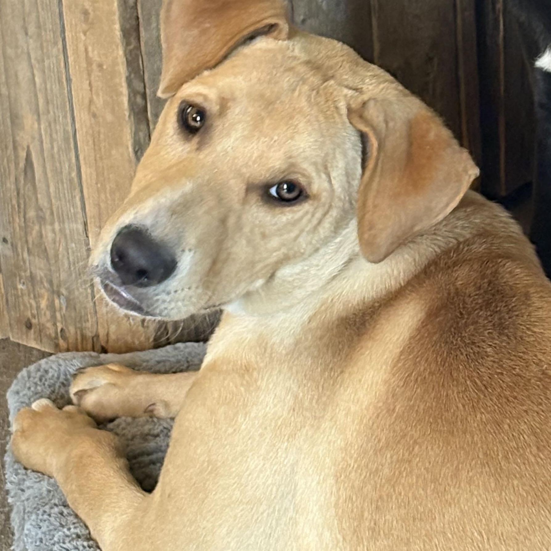 Abby, an adopted mixed breed in Hillsdale, NY image 4/6