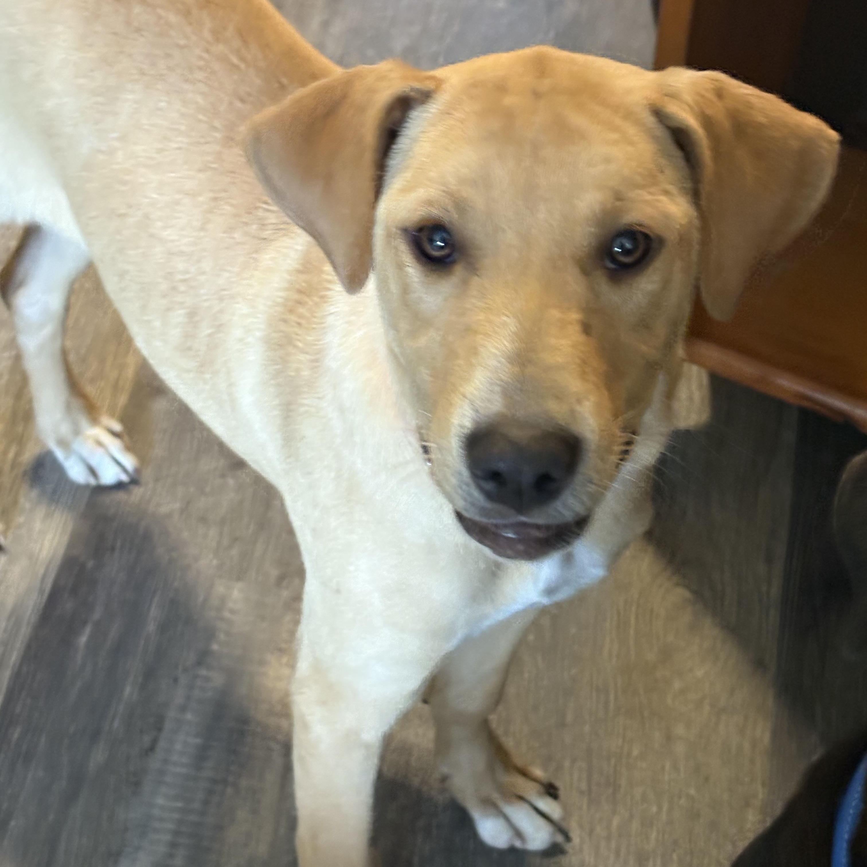 Abby, an adopted mixed breed in Hillsdale, NY image 2/6