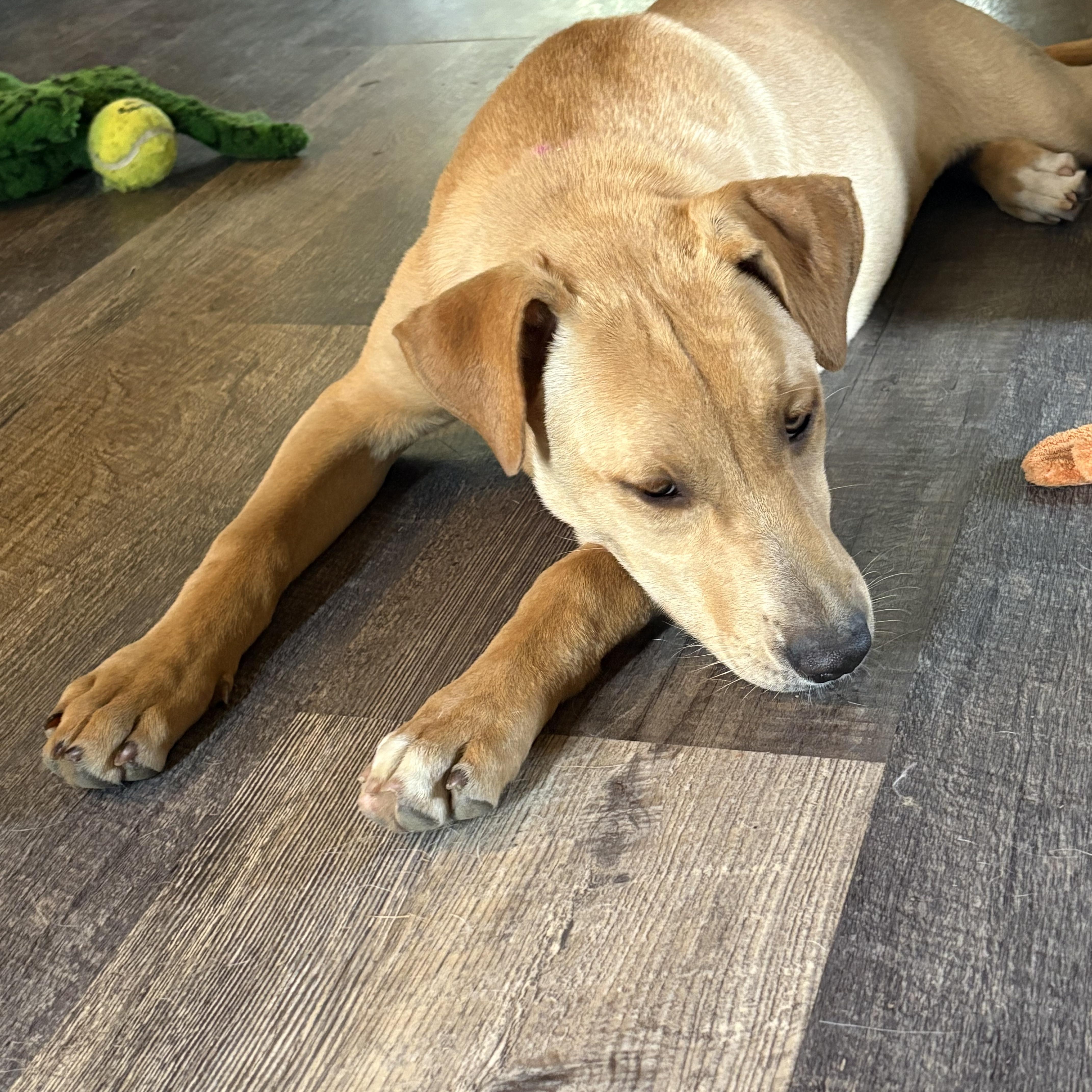 Abby, an adopted mixed breed in Hillsdale, NY image 6/6