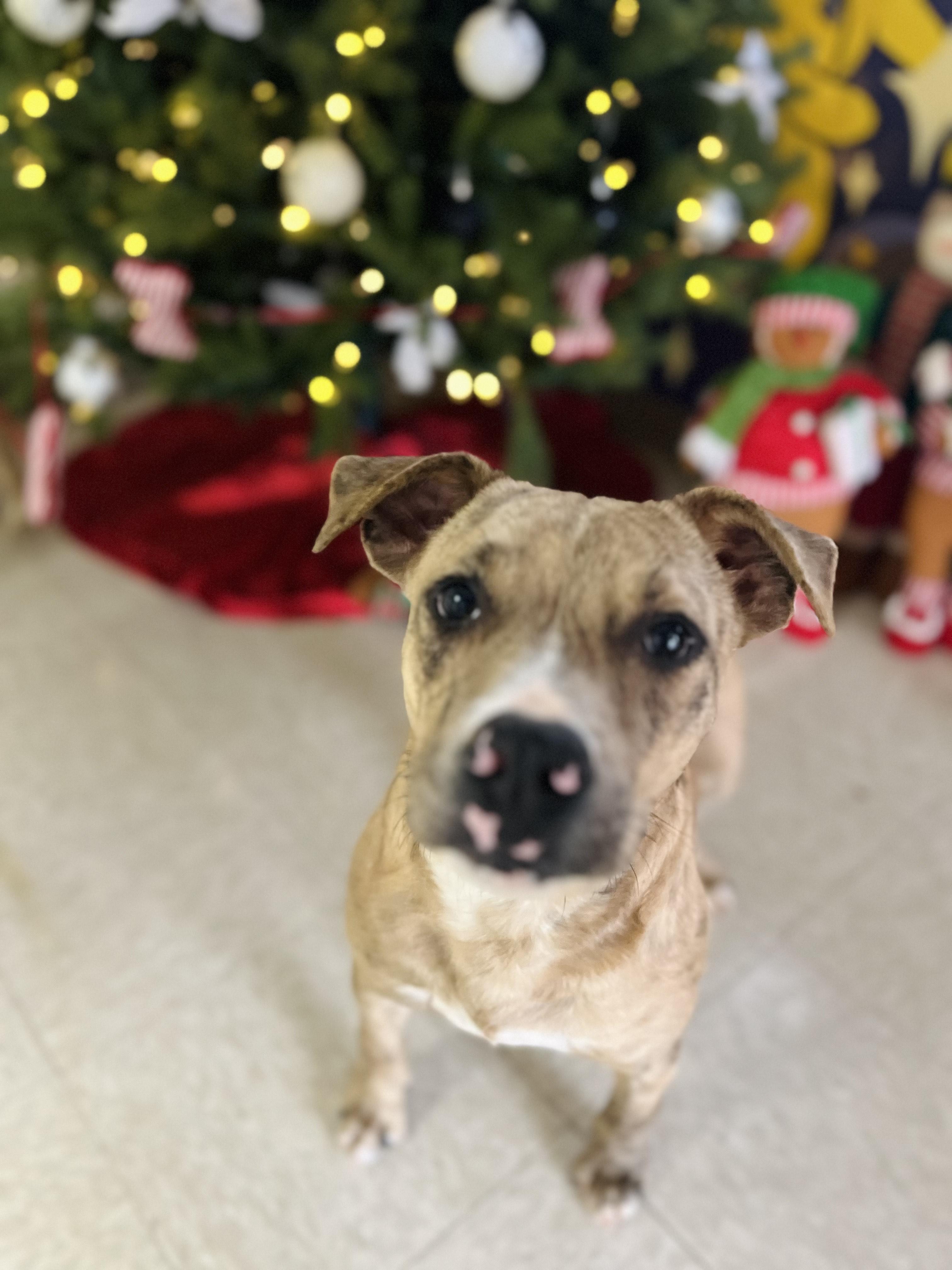 Enlarge Finn, a Adoptable Mixed Breed in Chickasha, OK image 3/3