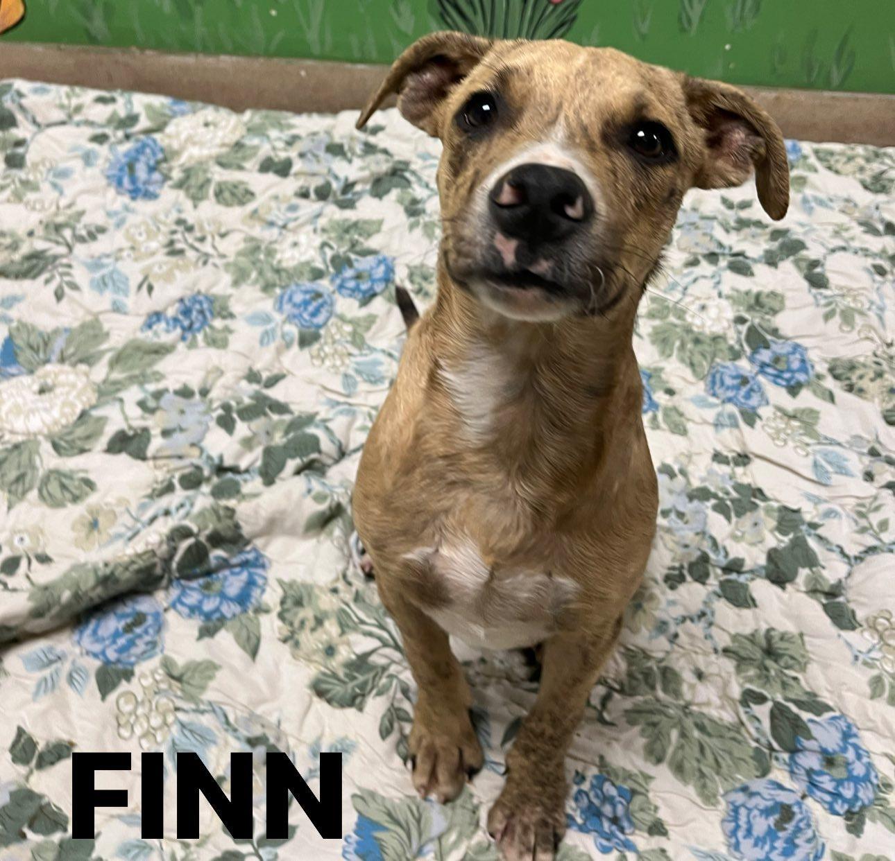 Enlarge Finn, a Adoptable Mixed Breed in Chickasha, OK image 2/3